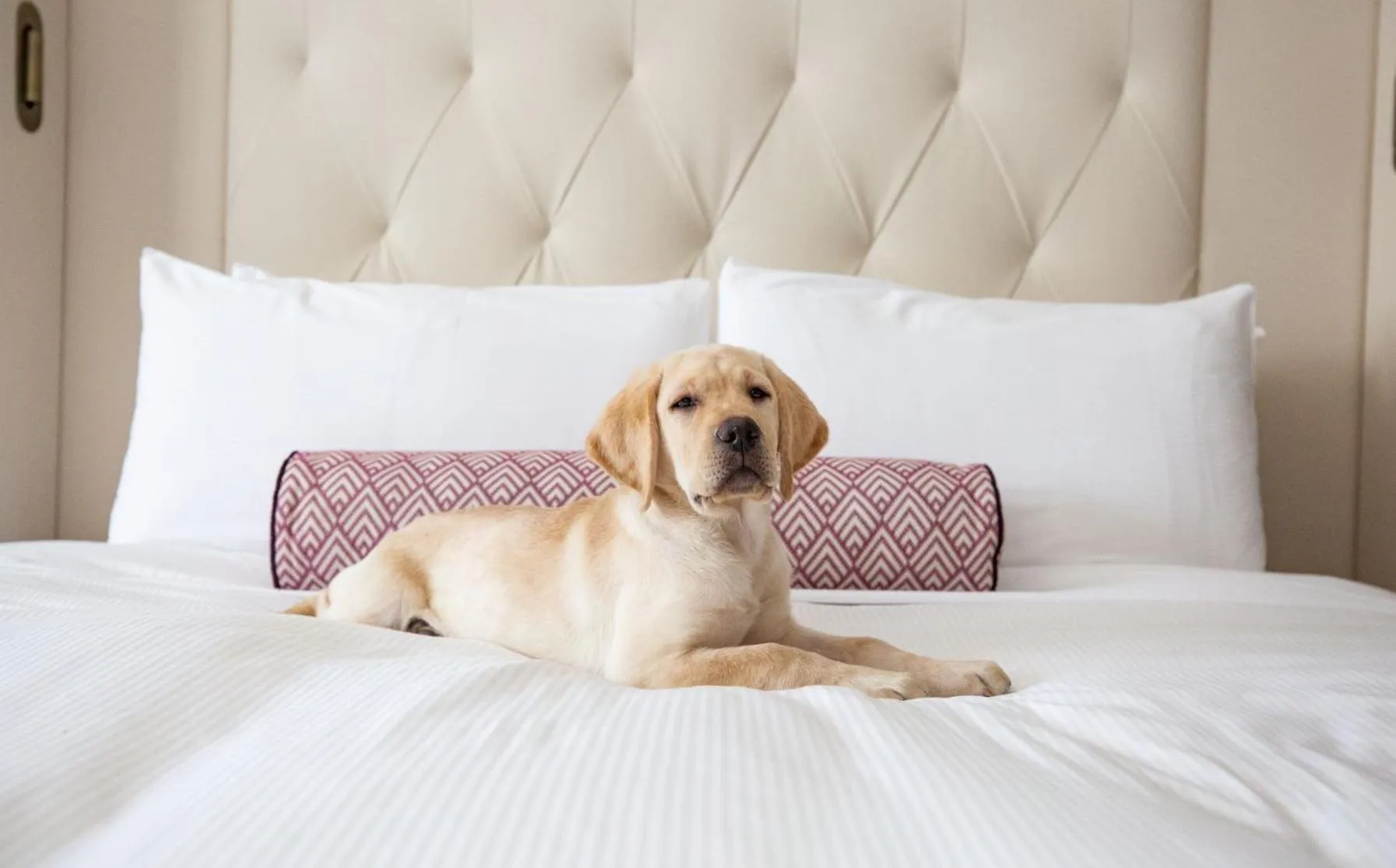 Pets, Bed in Fairmont Washington DC Gold Experience