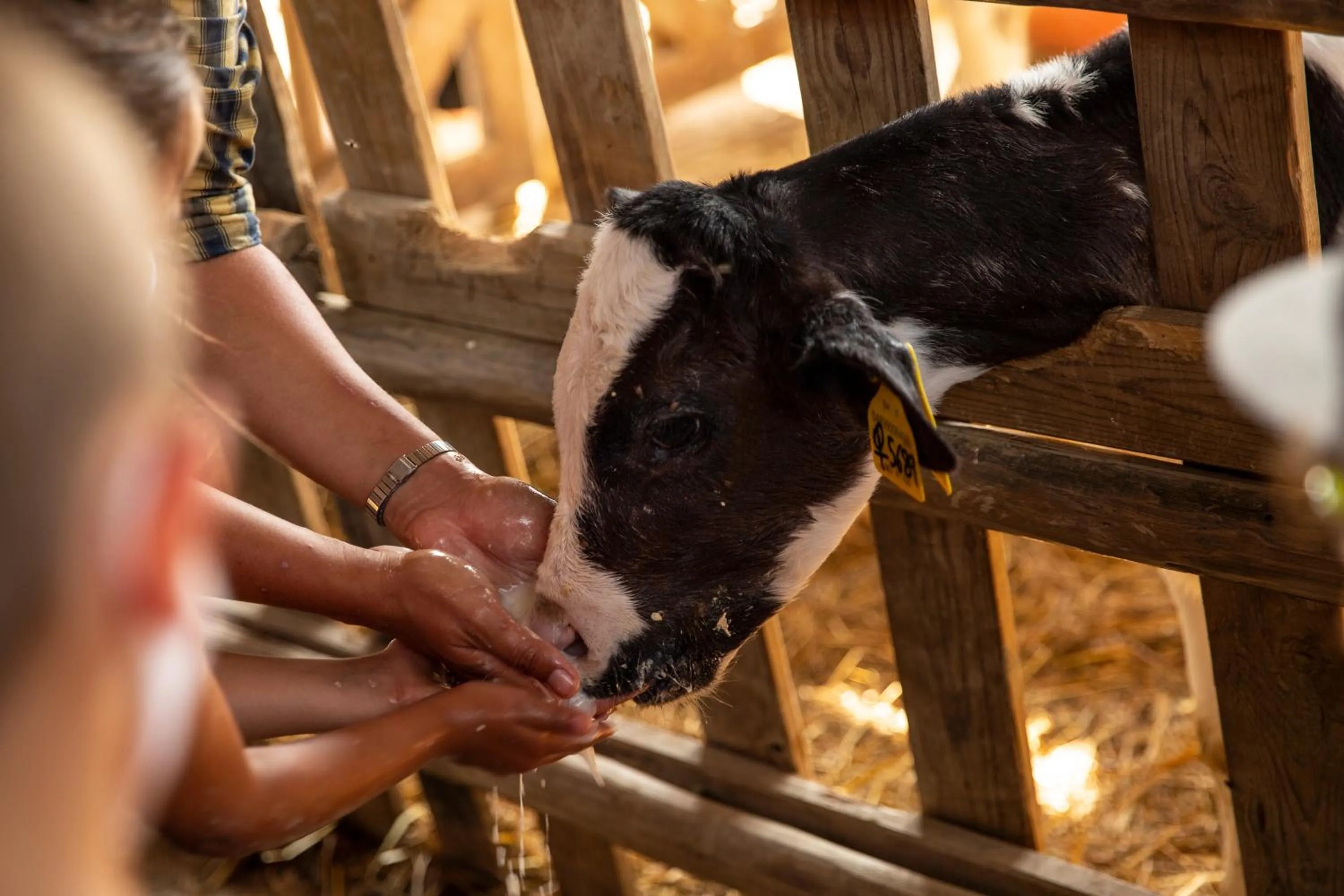 Animals in Palagina la cascina