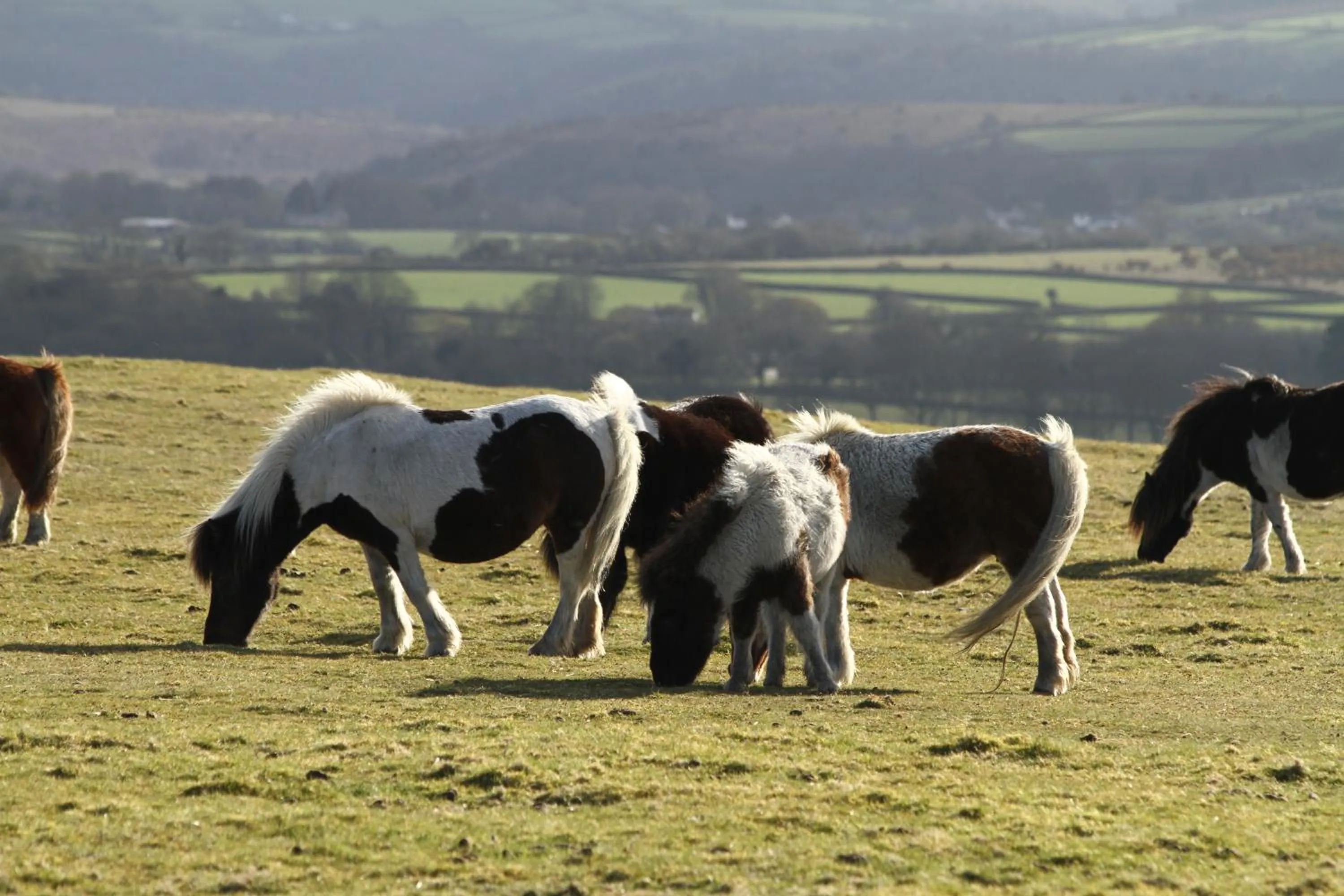 Animals in Ilsington Country House Hotel & Spa