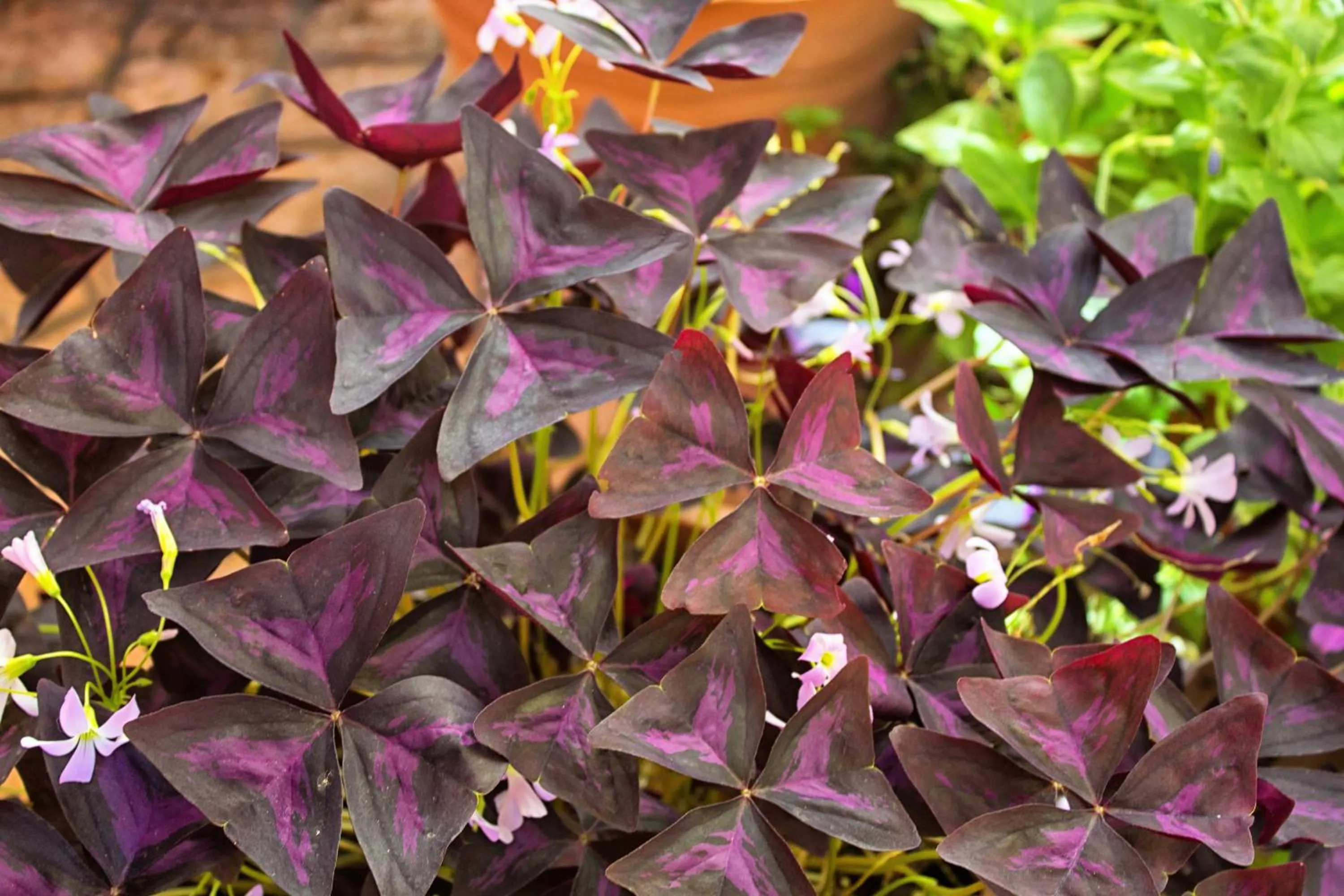 Garden view in Hotel Valle del Silencio