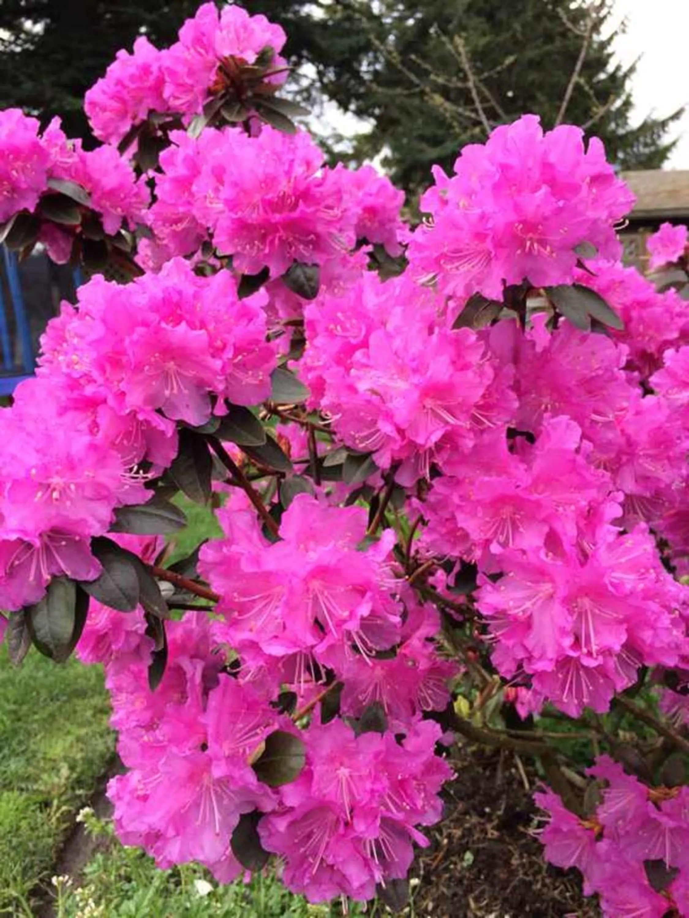 Garden in Imperial House