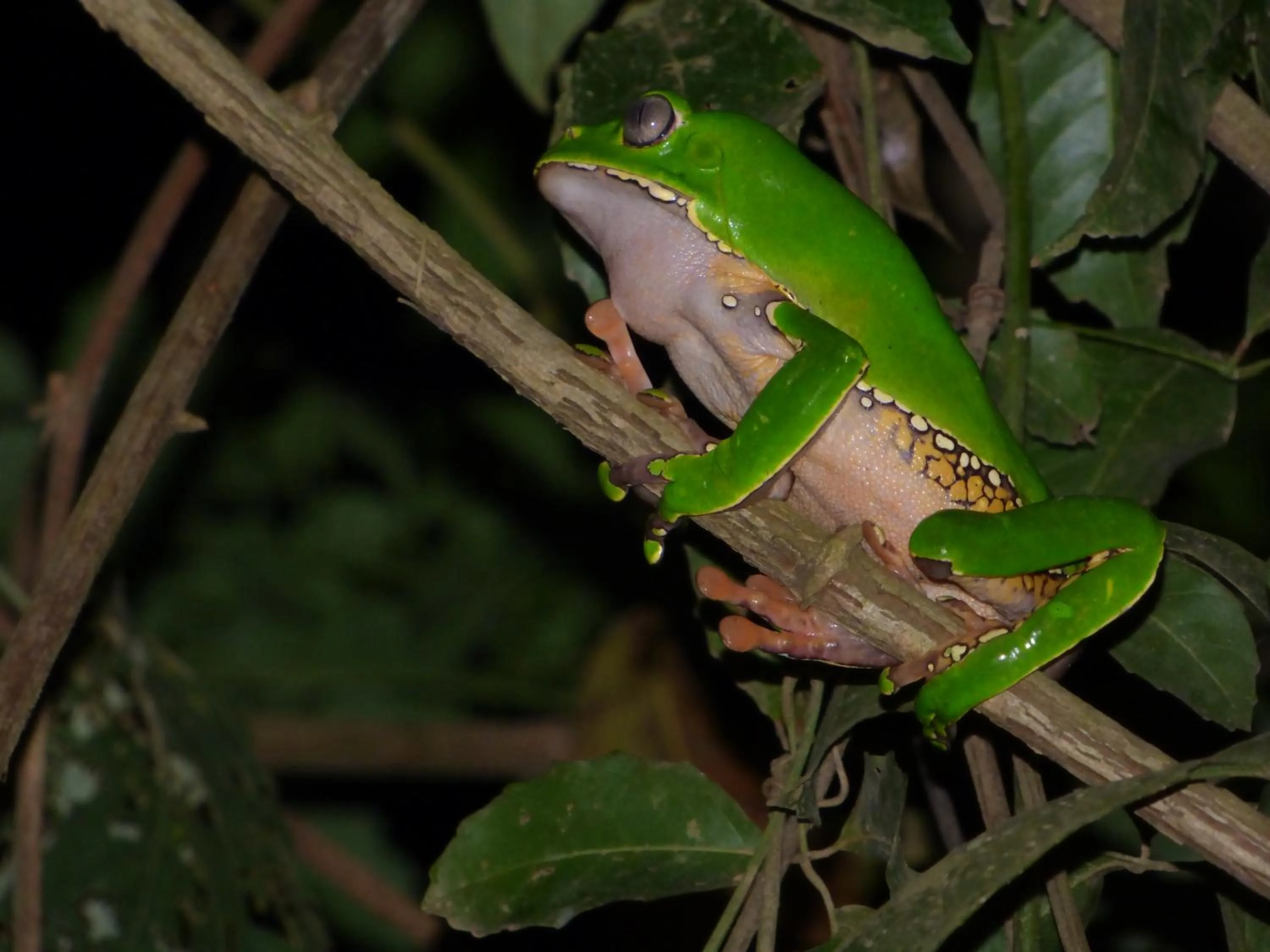 Tambopata River
