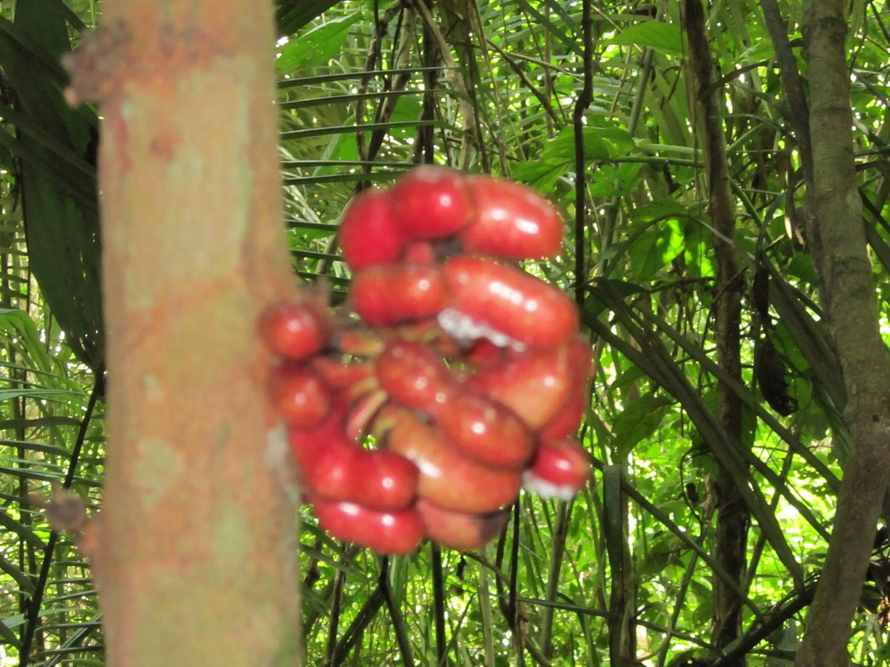 Garden in Tambopata River