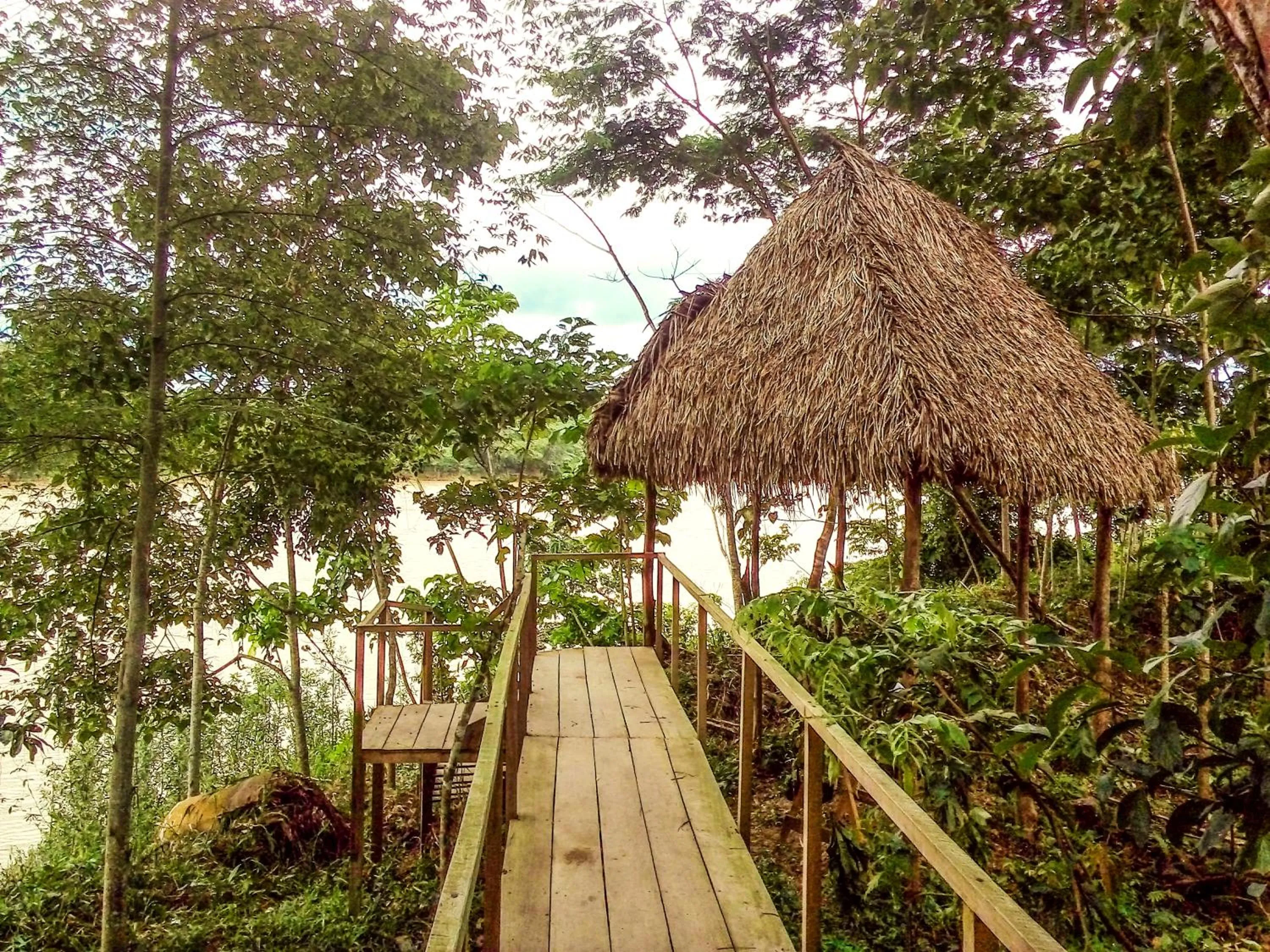 Garden in Tambopata River