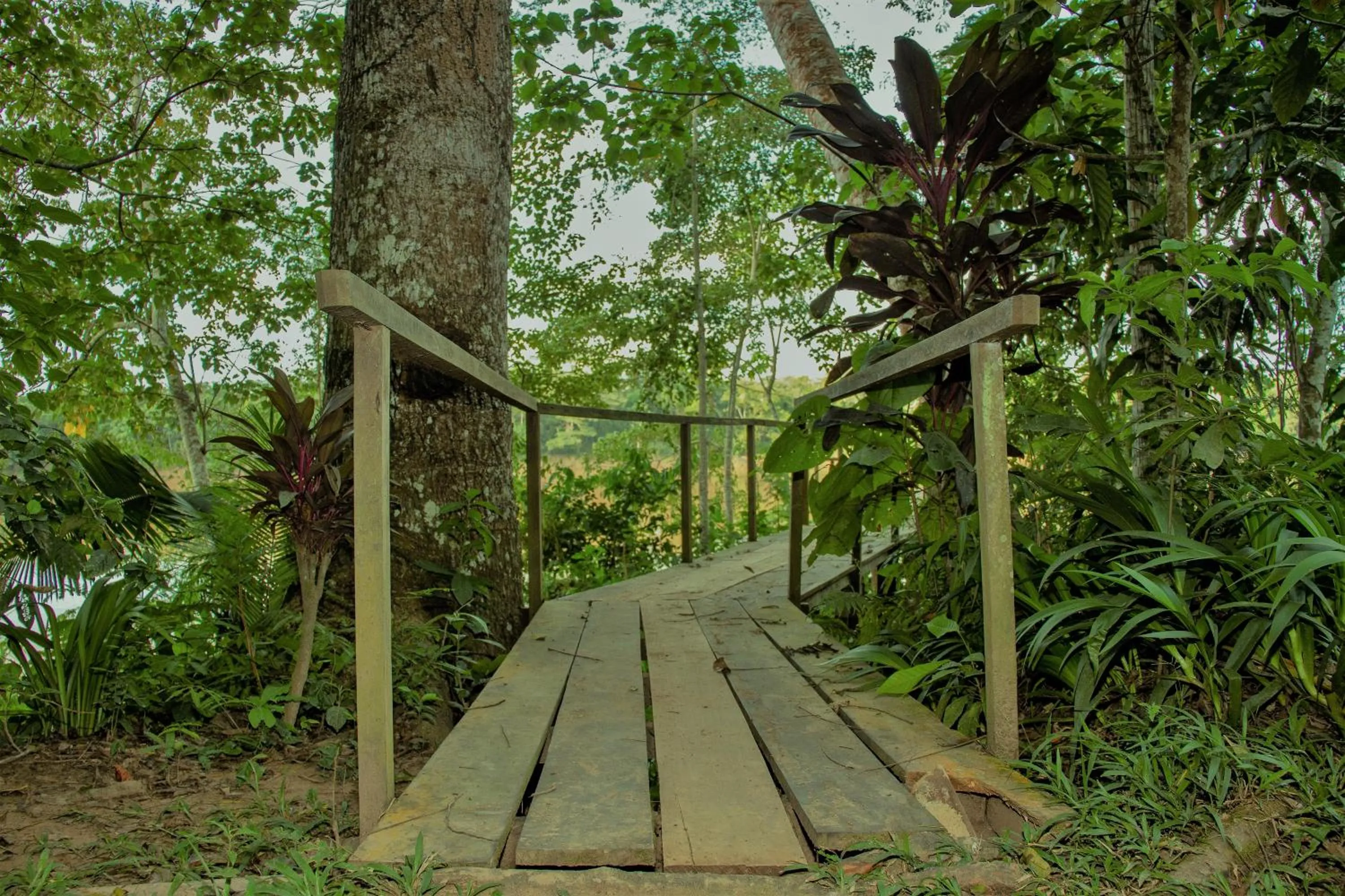 Beach in Tambopata River