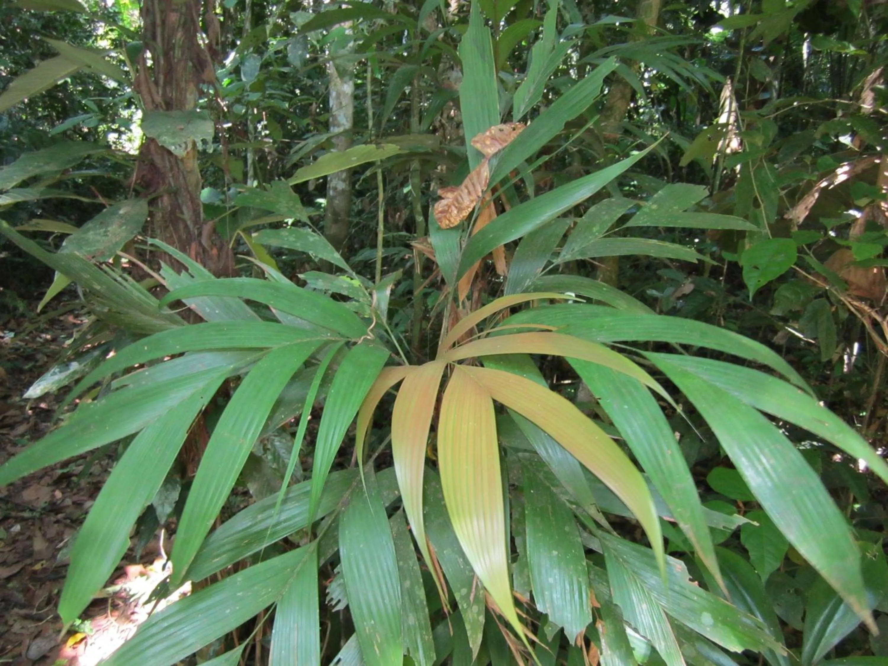 Garden in Tambopata River