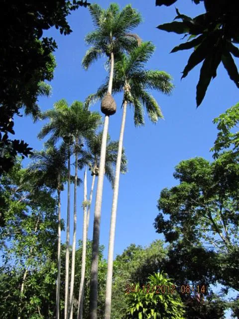 Garden in Tambopata River