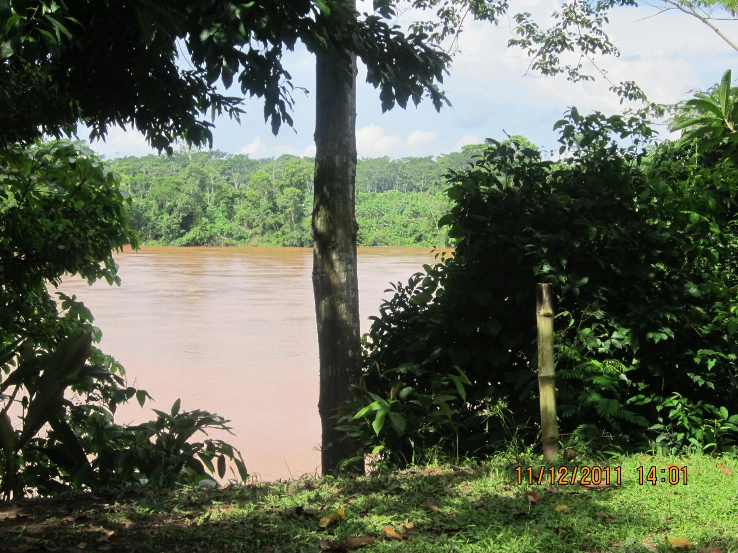 View (from property/room) in Tambopata River
