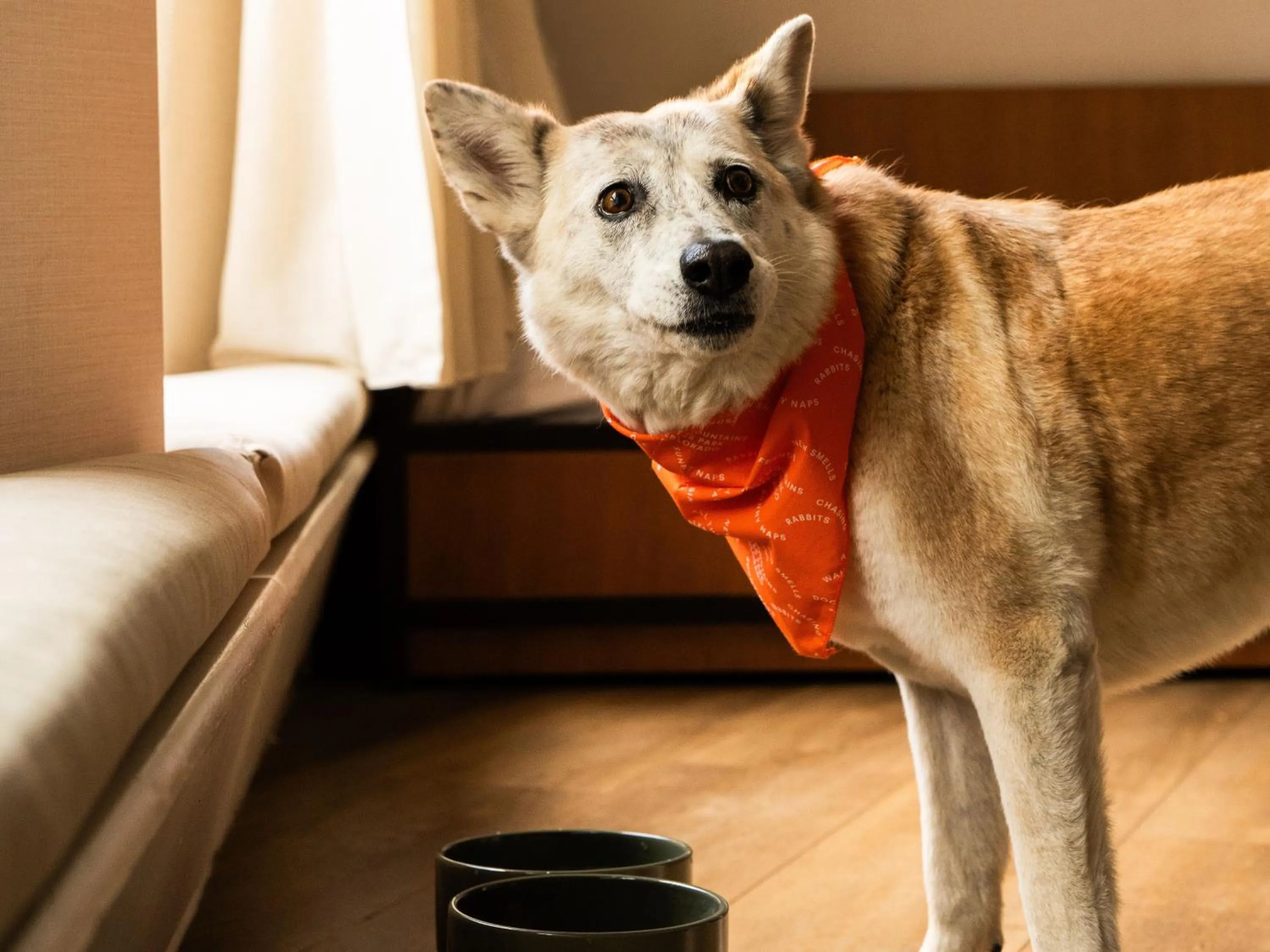 Pets in Trailborn Rocky Mountains