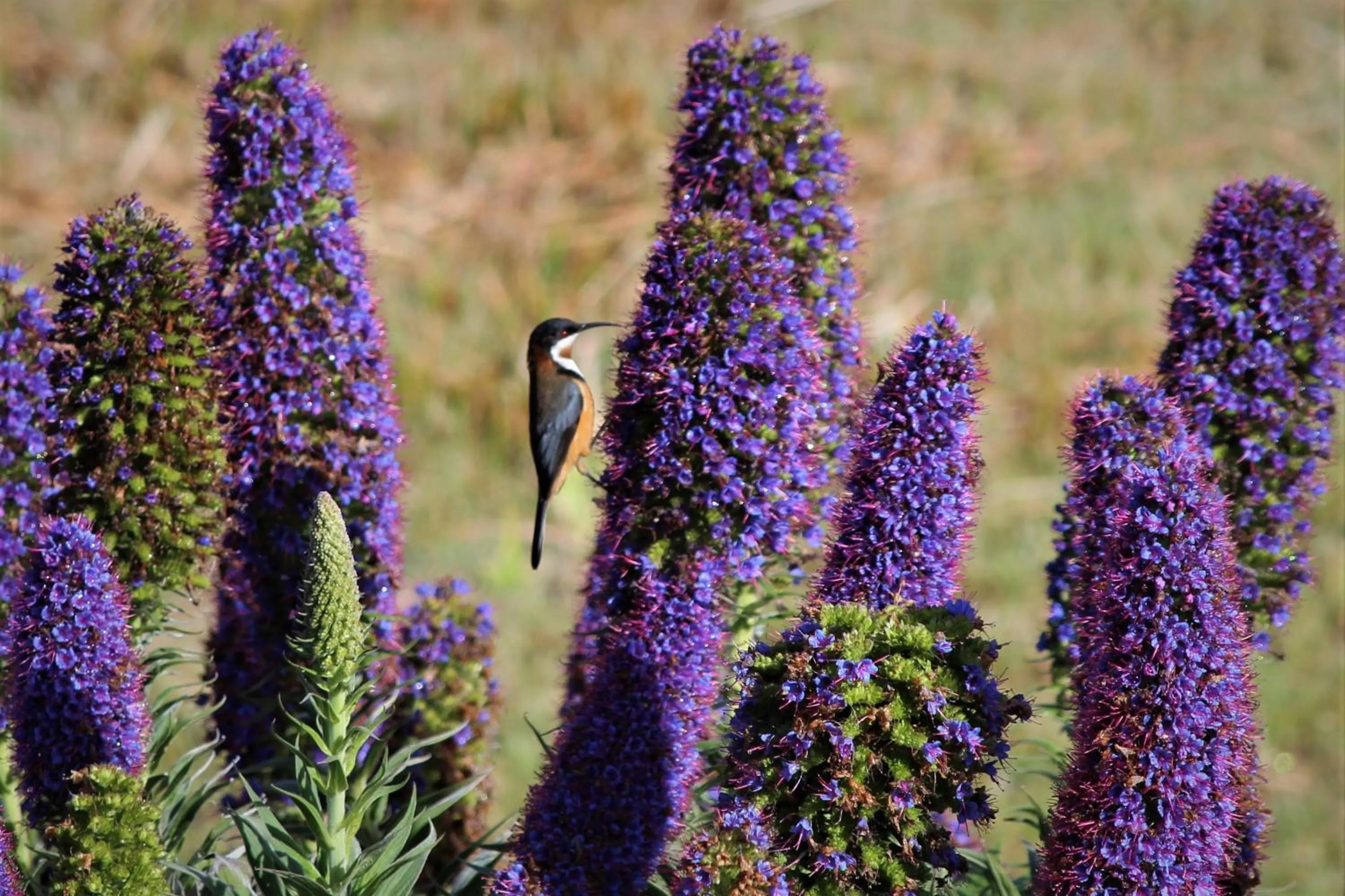 Animals in Storm Bay B&B