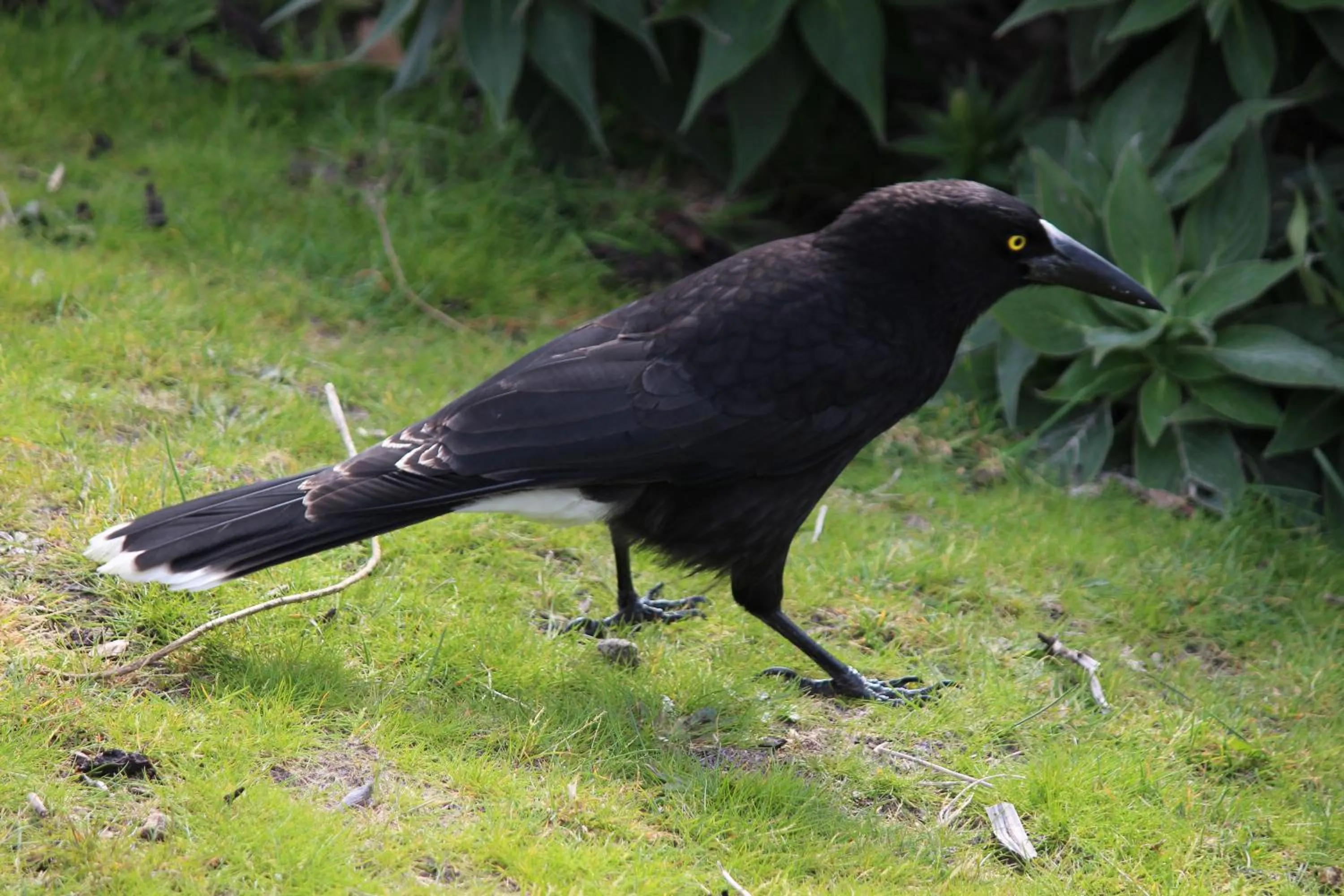 Animals in Storm Bay B&B