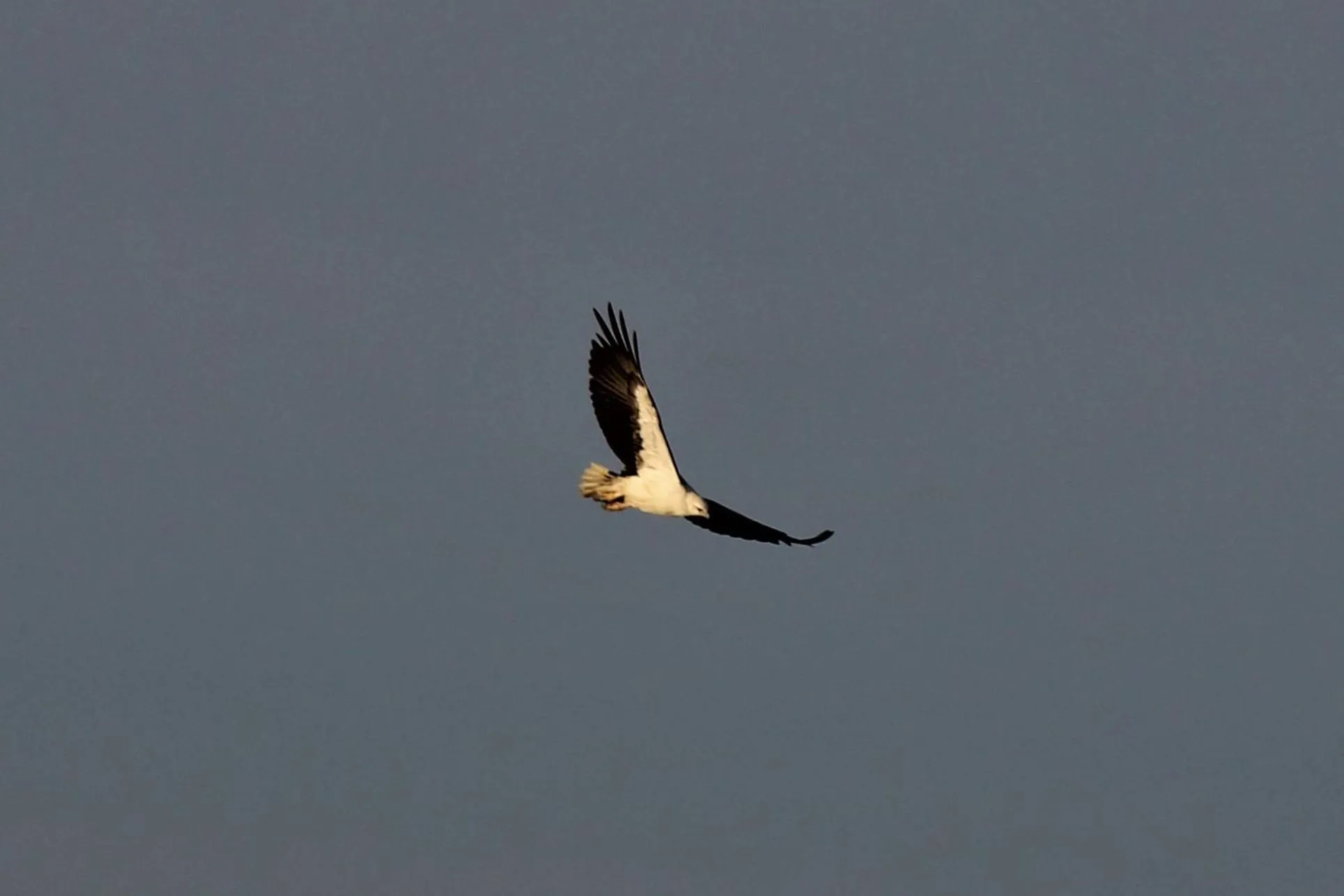 Animals in Storm Bay B&B