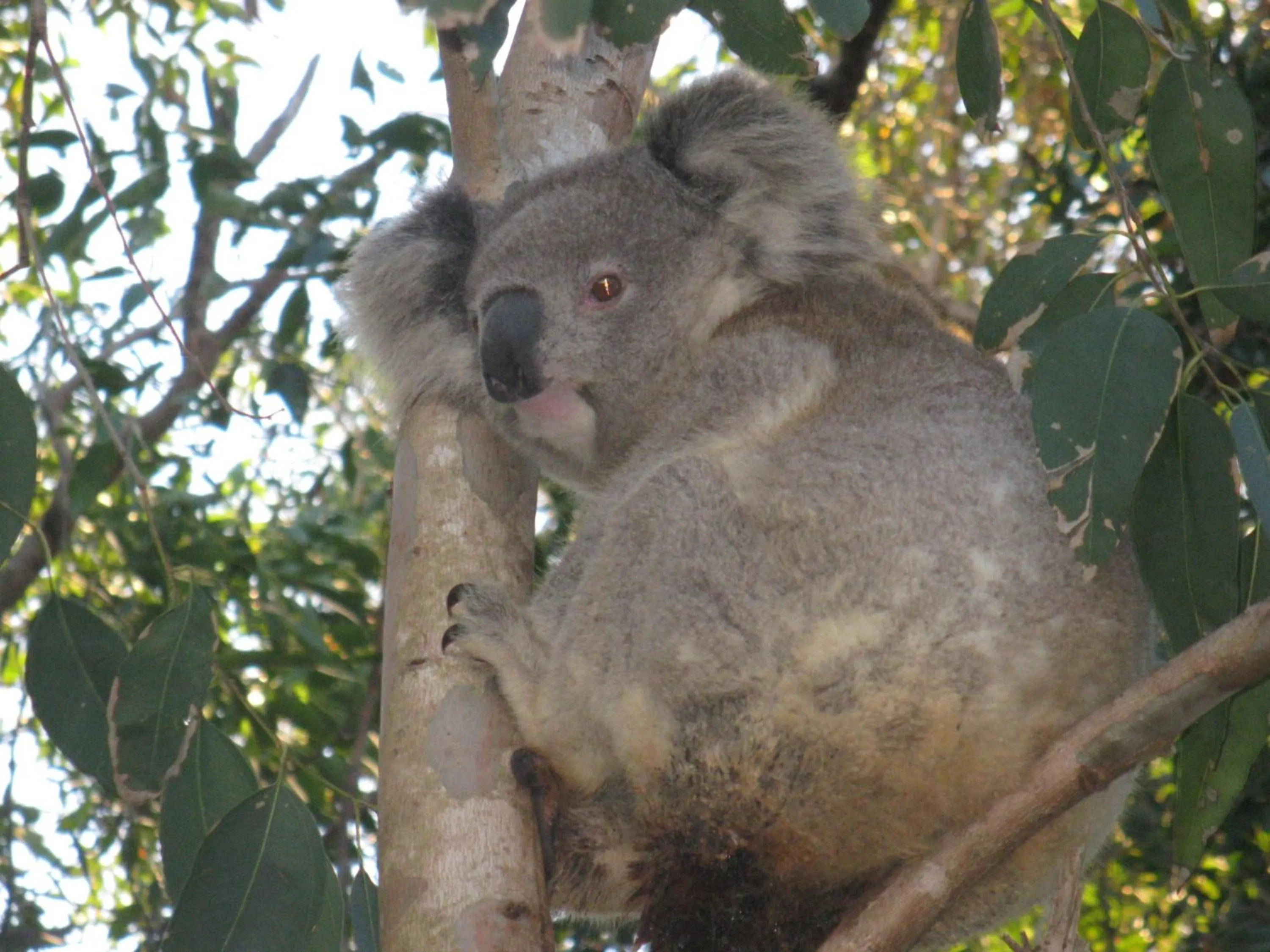Animals in Edgewater Holiday Park