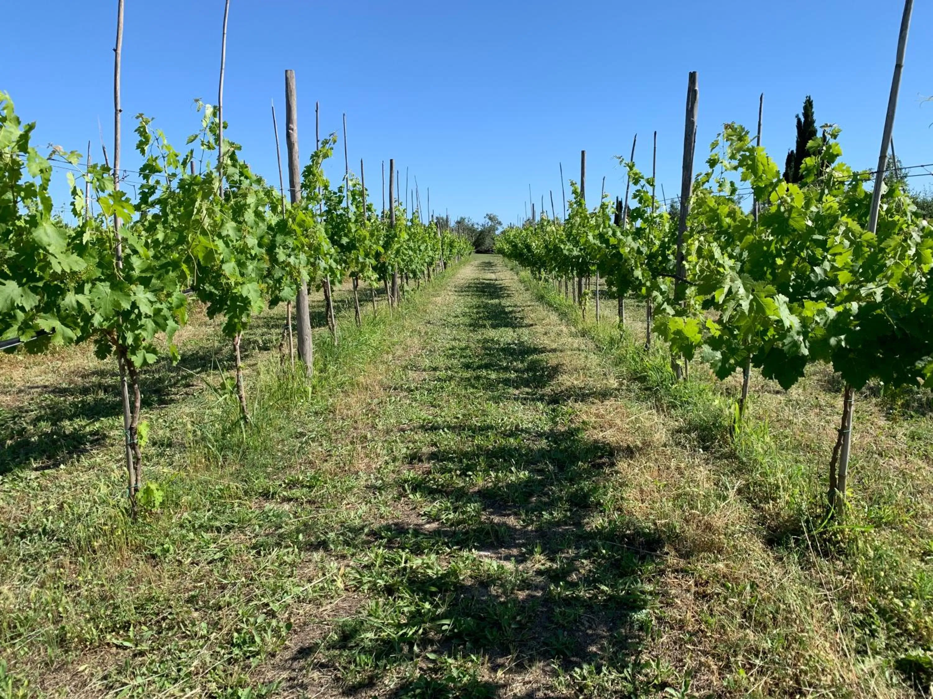 Garden in Resort Fonte Vulci