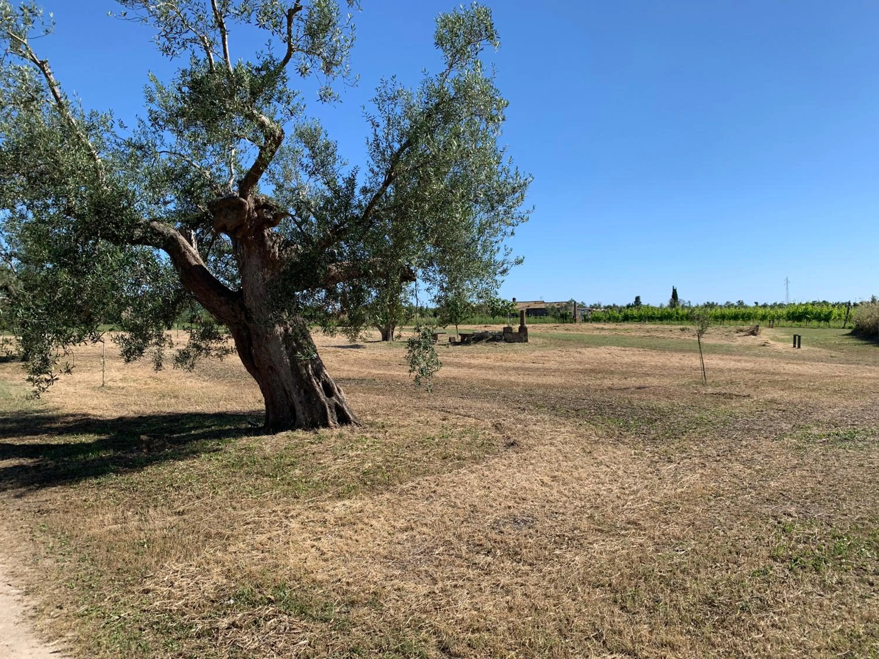 Garden in Resort Fonte Vulci