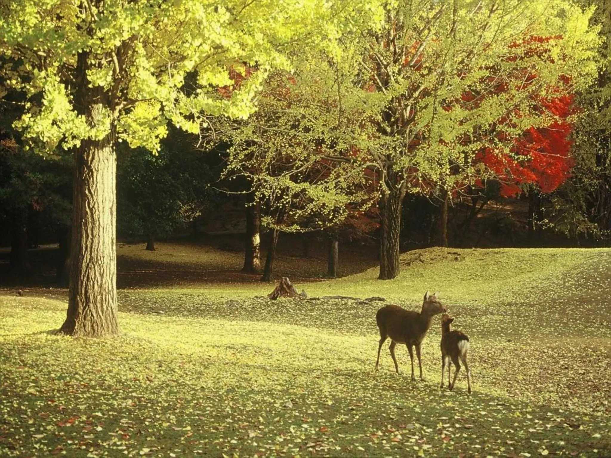 Natural landscape in Hotel New Wakasa