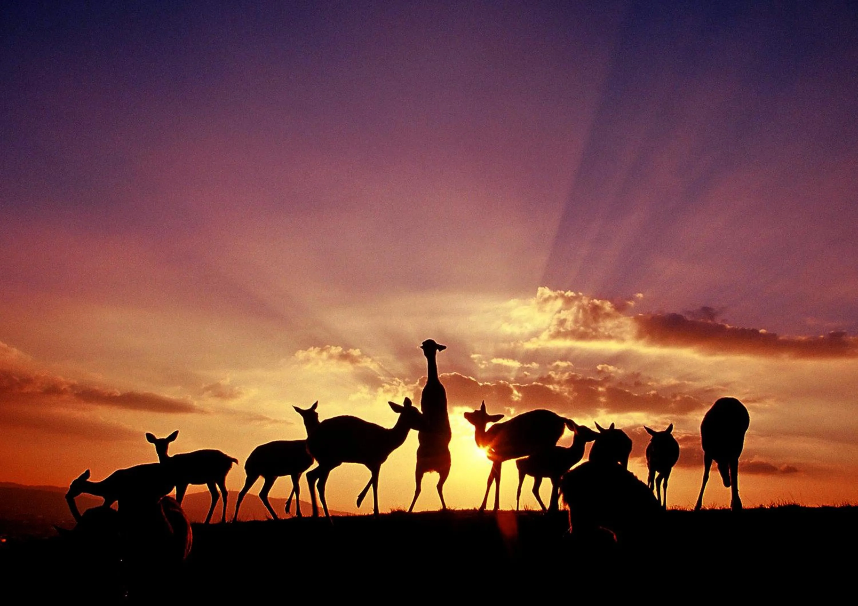 Animals in Hotel New Wakasa