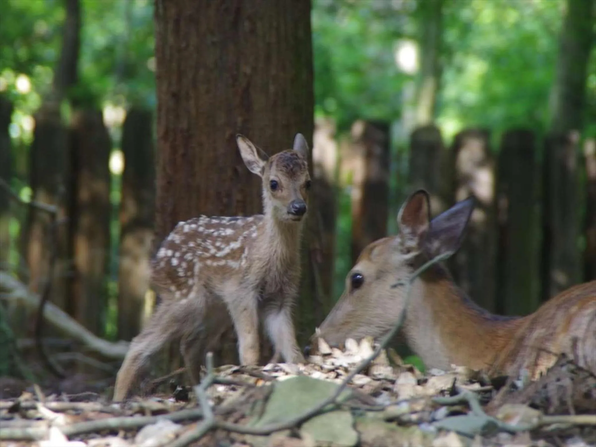 Natural landscape in Hotel New Wakasa