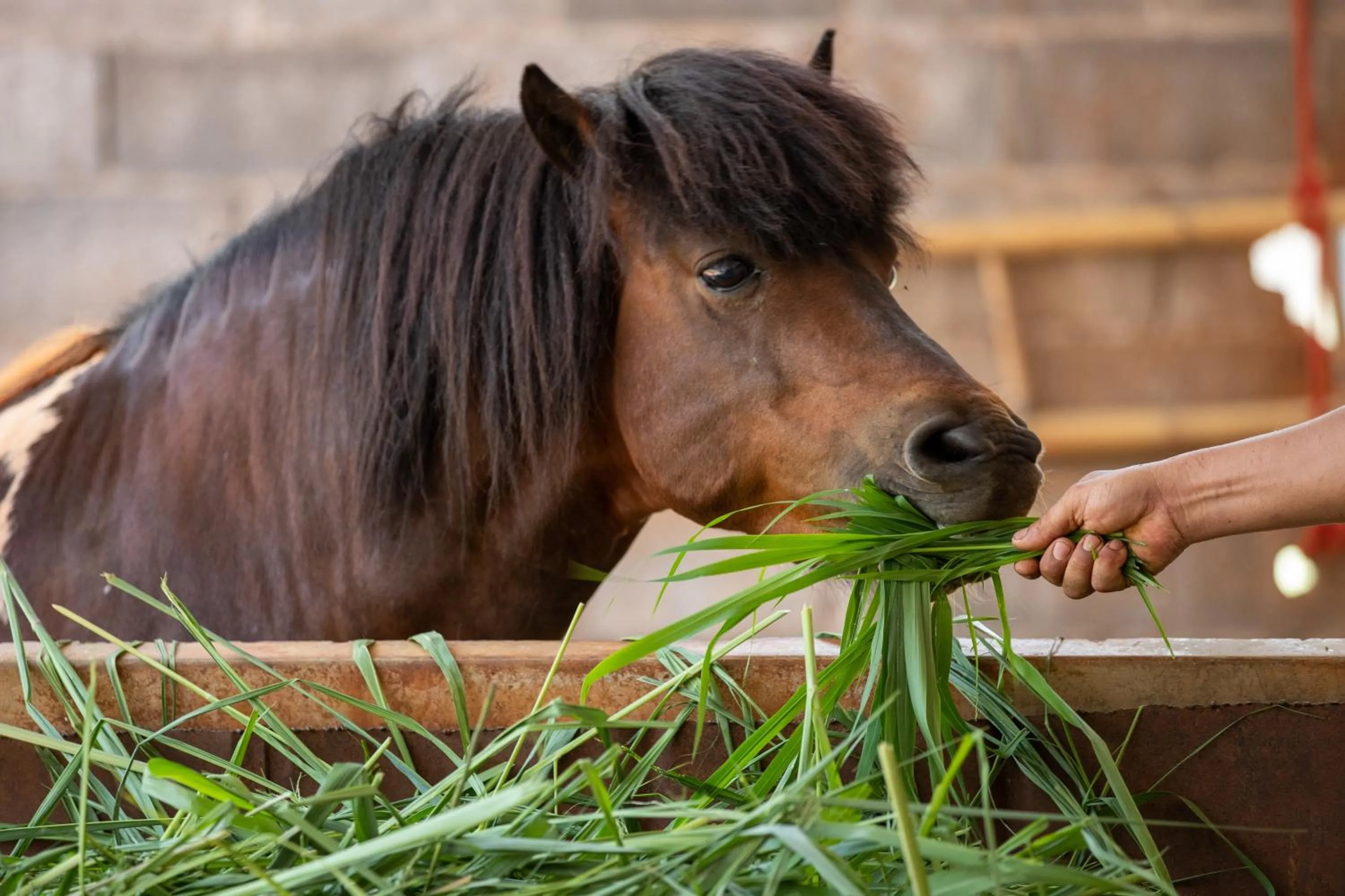 Activities in Diamond Hill Resort