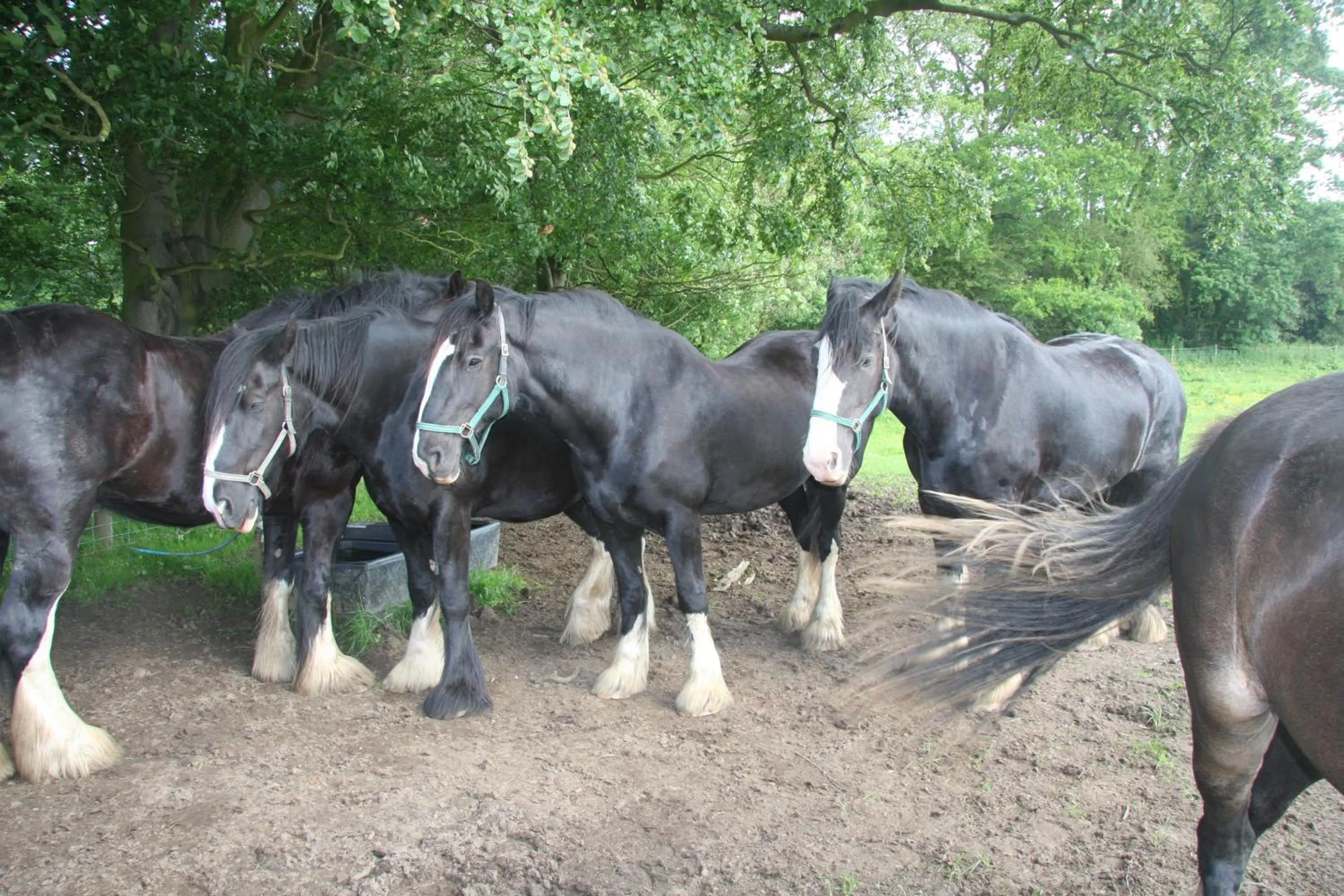 Pets in The Wrea Head Hall Country House Hotel & Restaurant