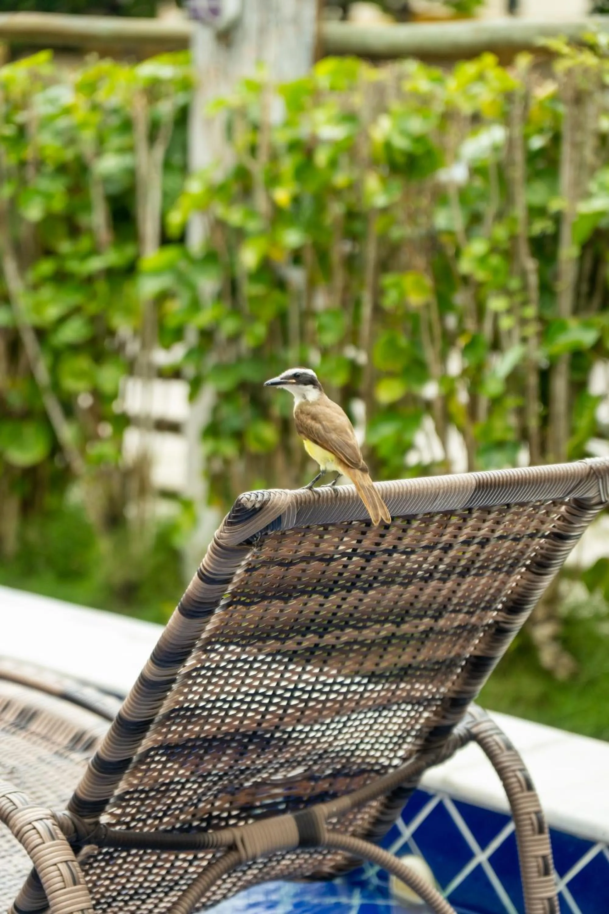 Animals in Hotel Porto Dourado - Rede Bem Bahia