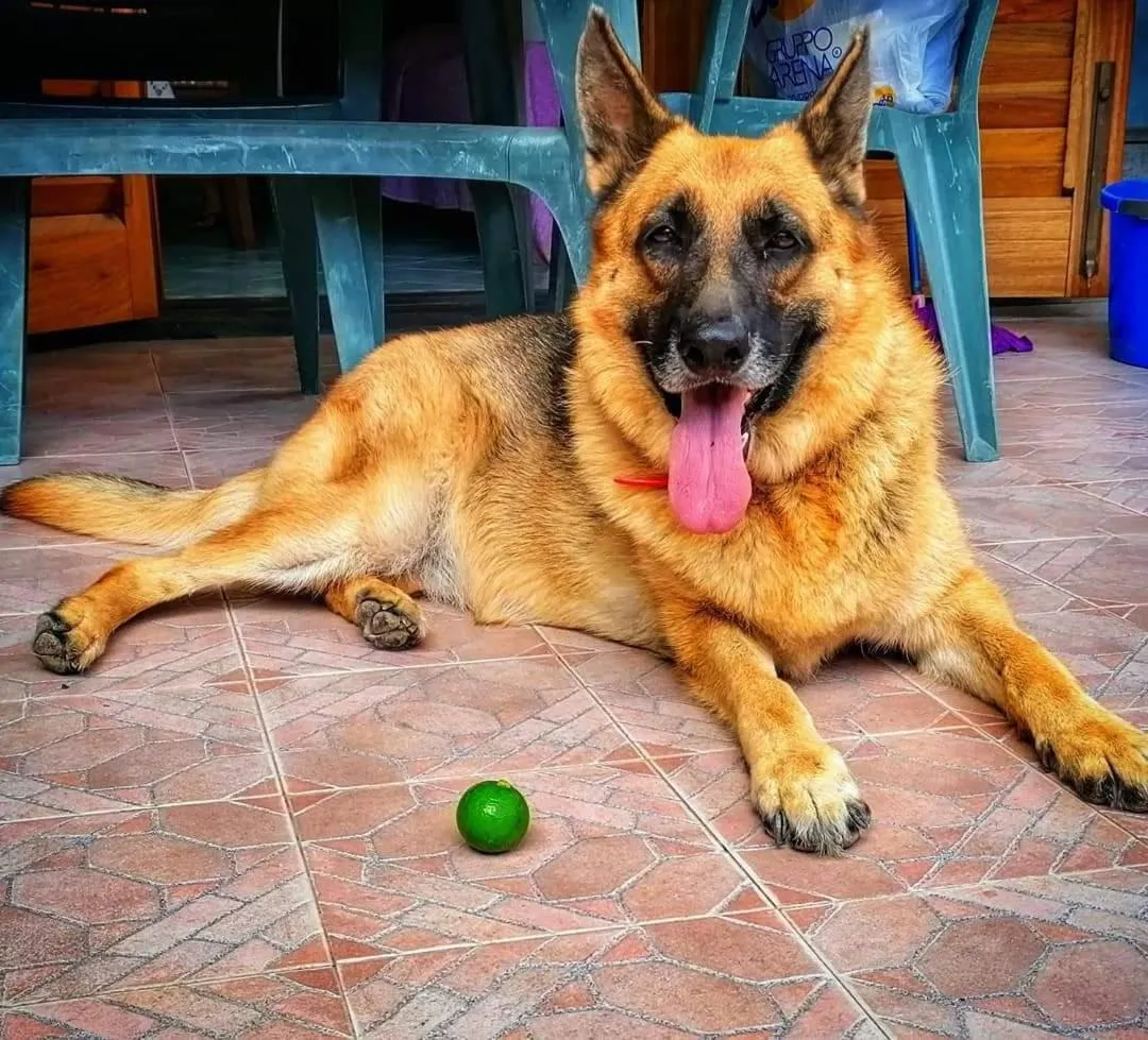 Pets in Lauricella Bed and Breakfast