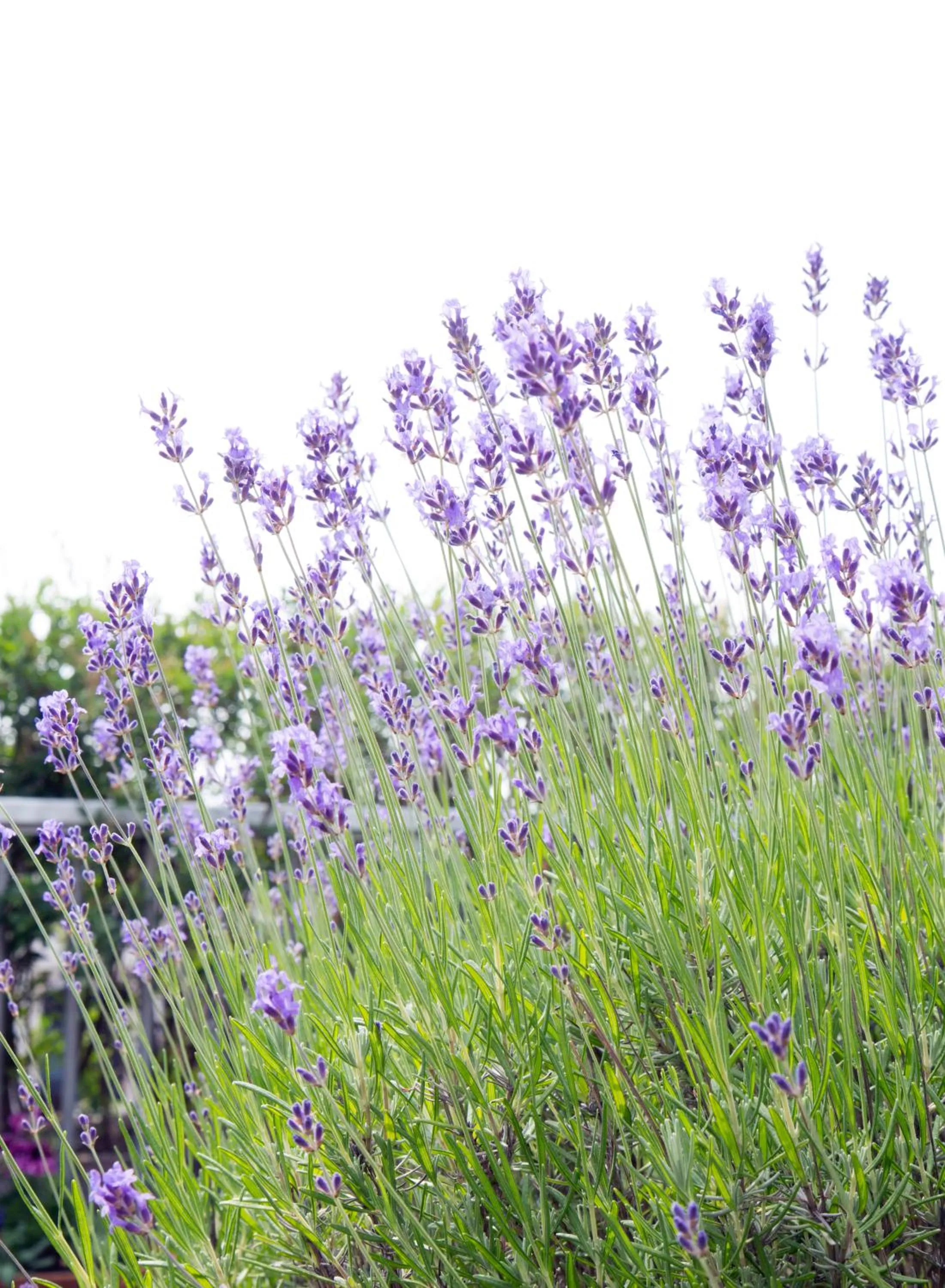 Garden in BB Museumquarter