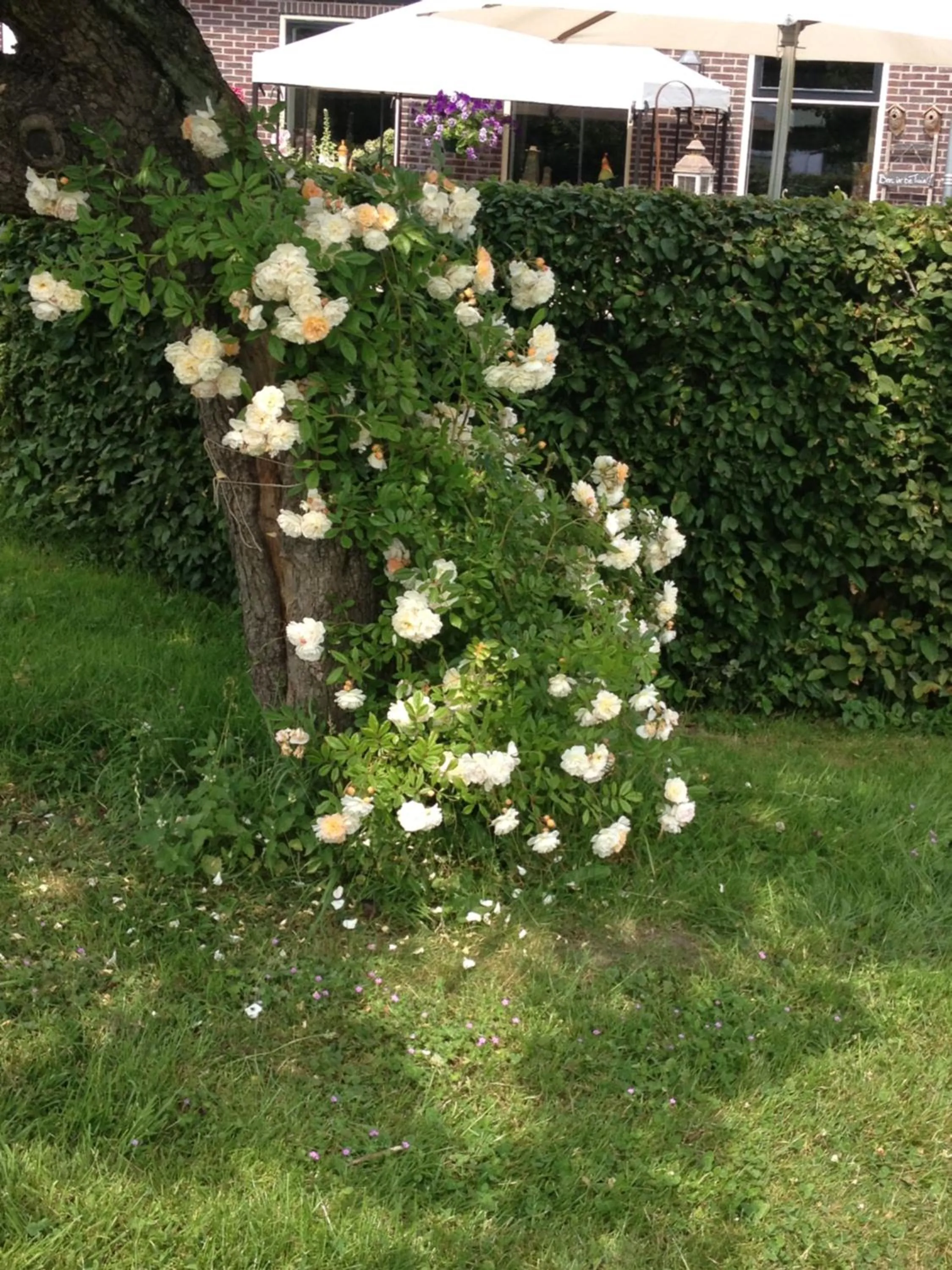 Garden in Shepherds House B&B