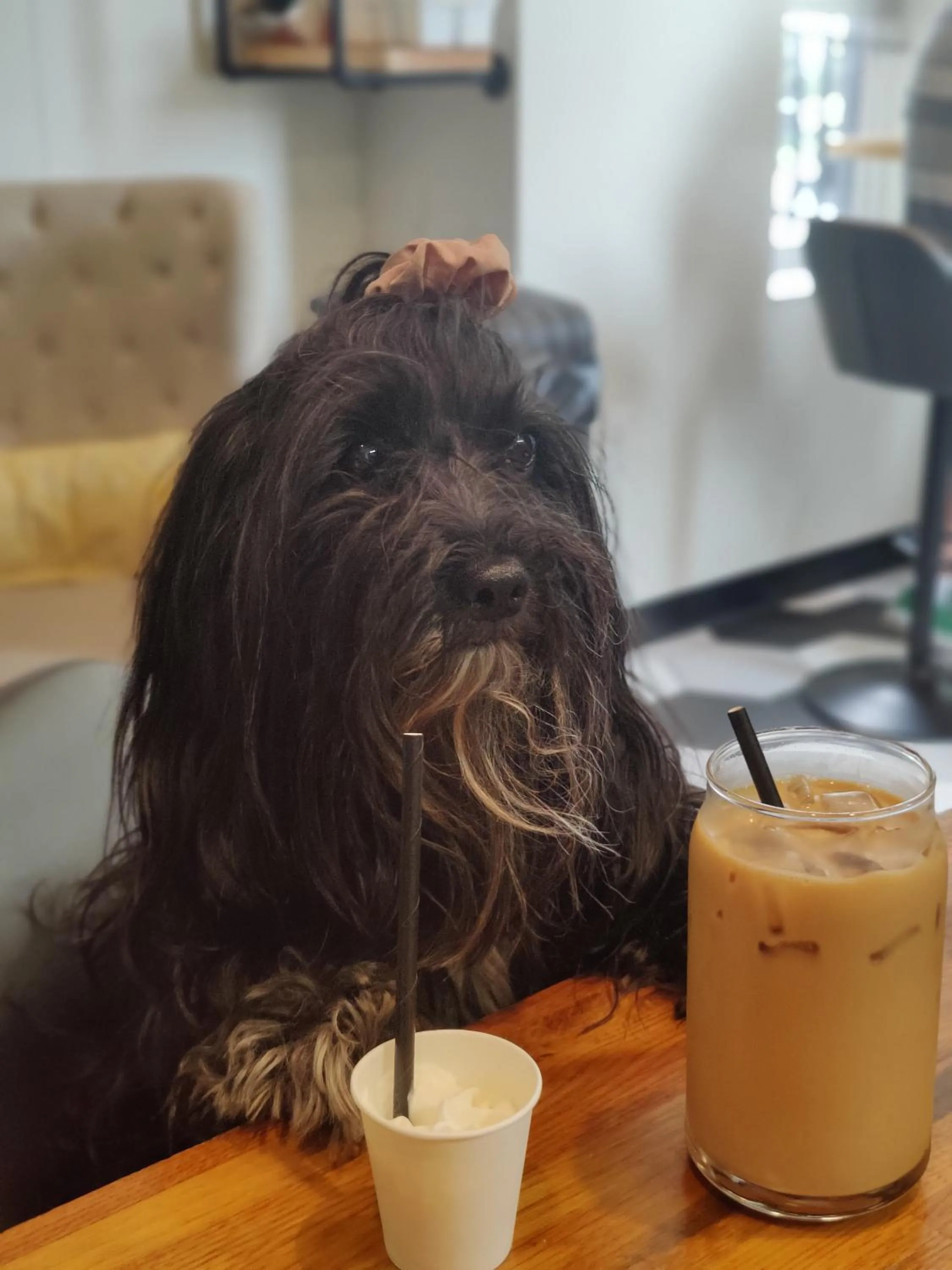 Pets in U Street Capsule Hostel