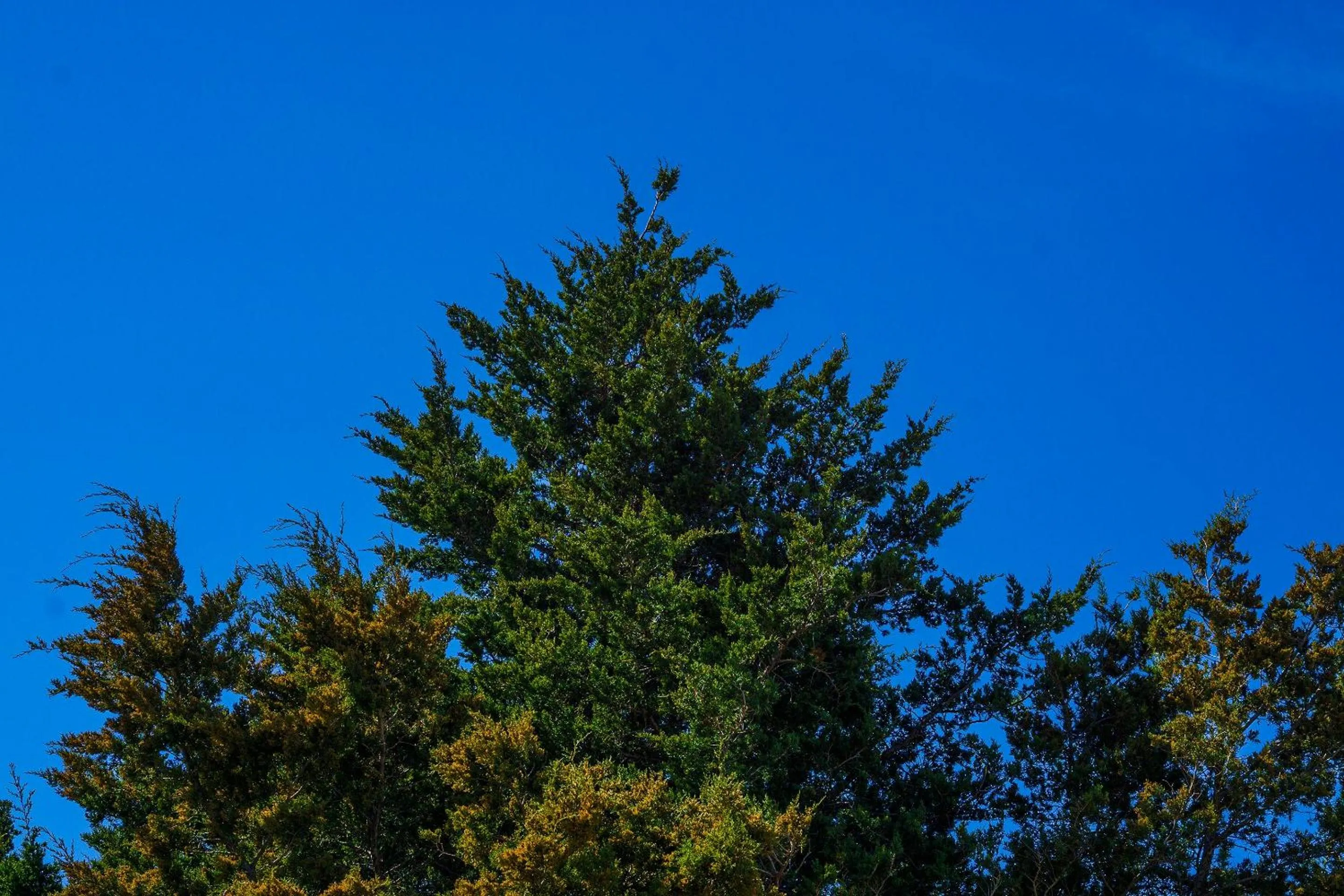 Other in Castle Inn & Suites By OYO Chickasha