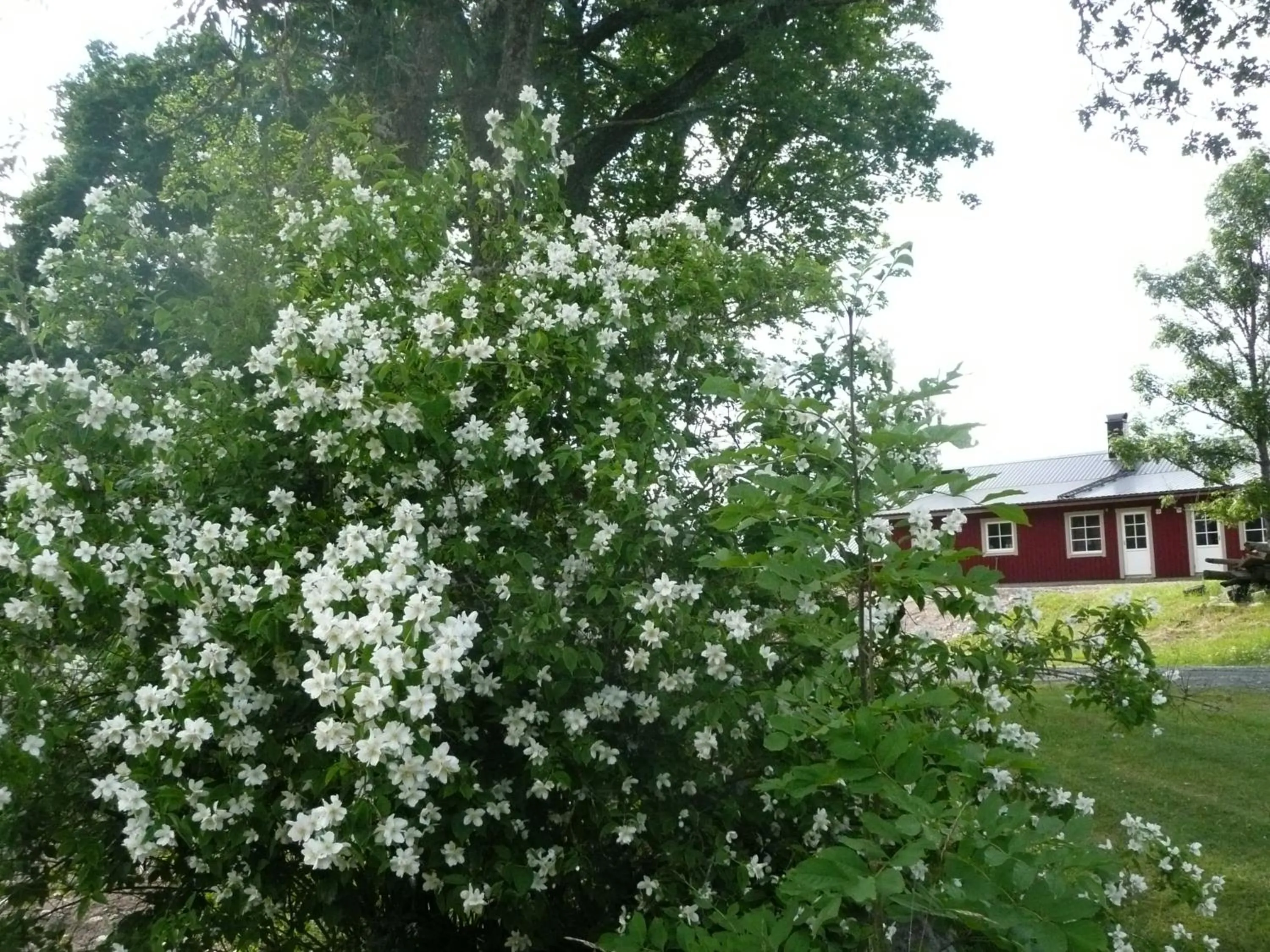 Garden in Kullens Bed and Breakfast