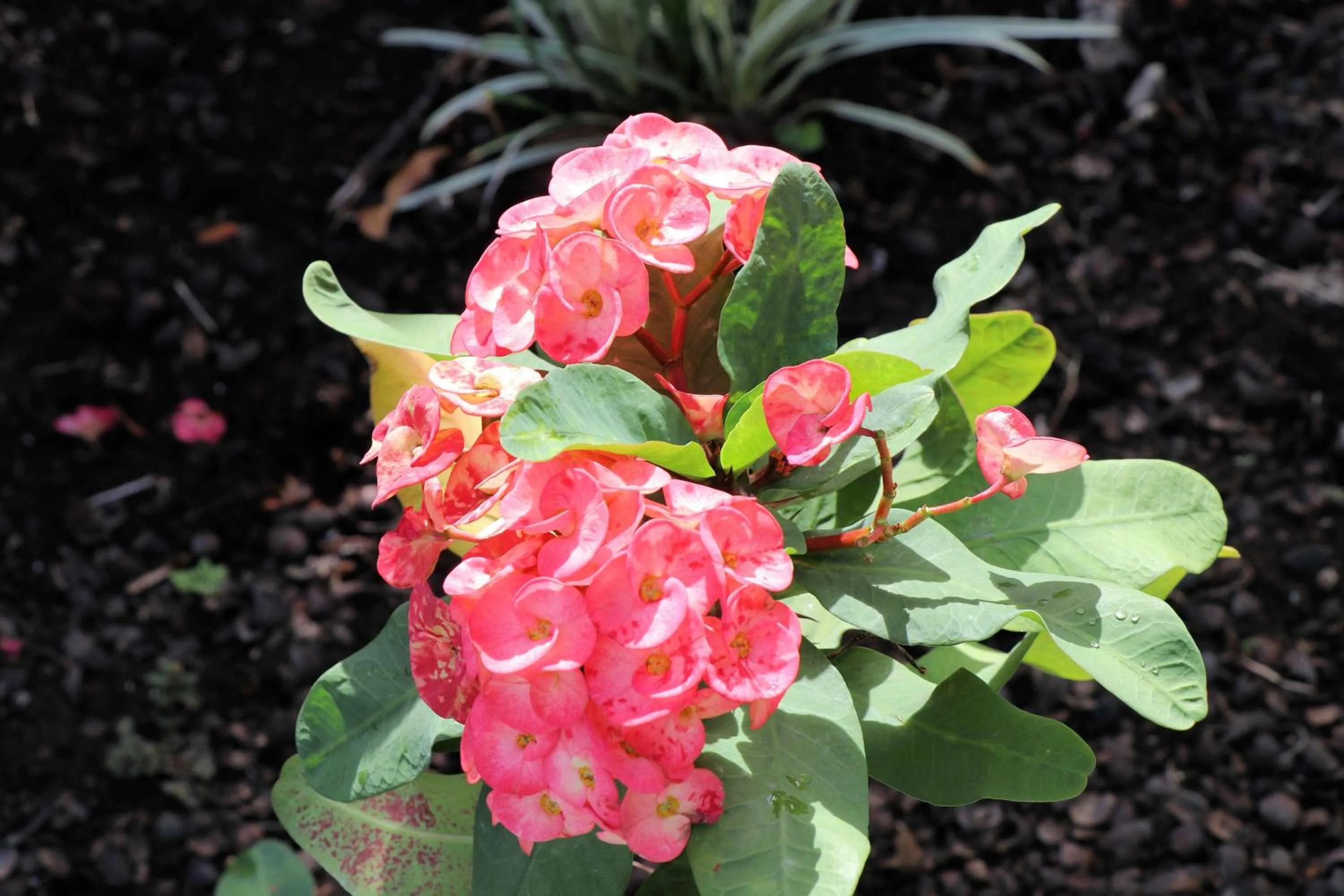 Property building in Siesta Hotel