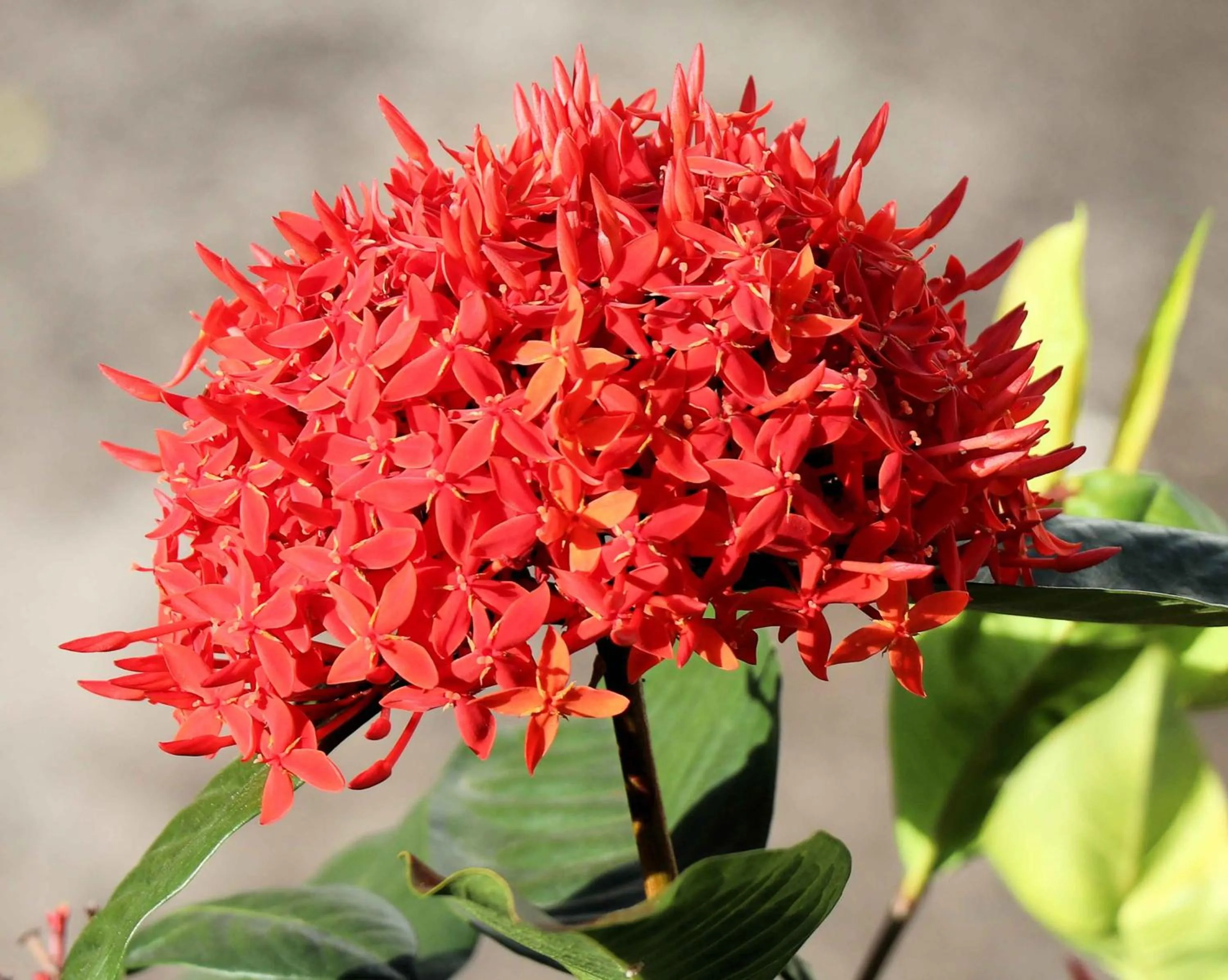 Property building in Siesta Hotel