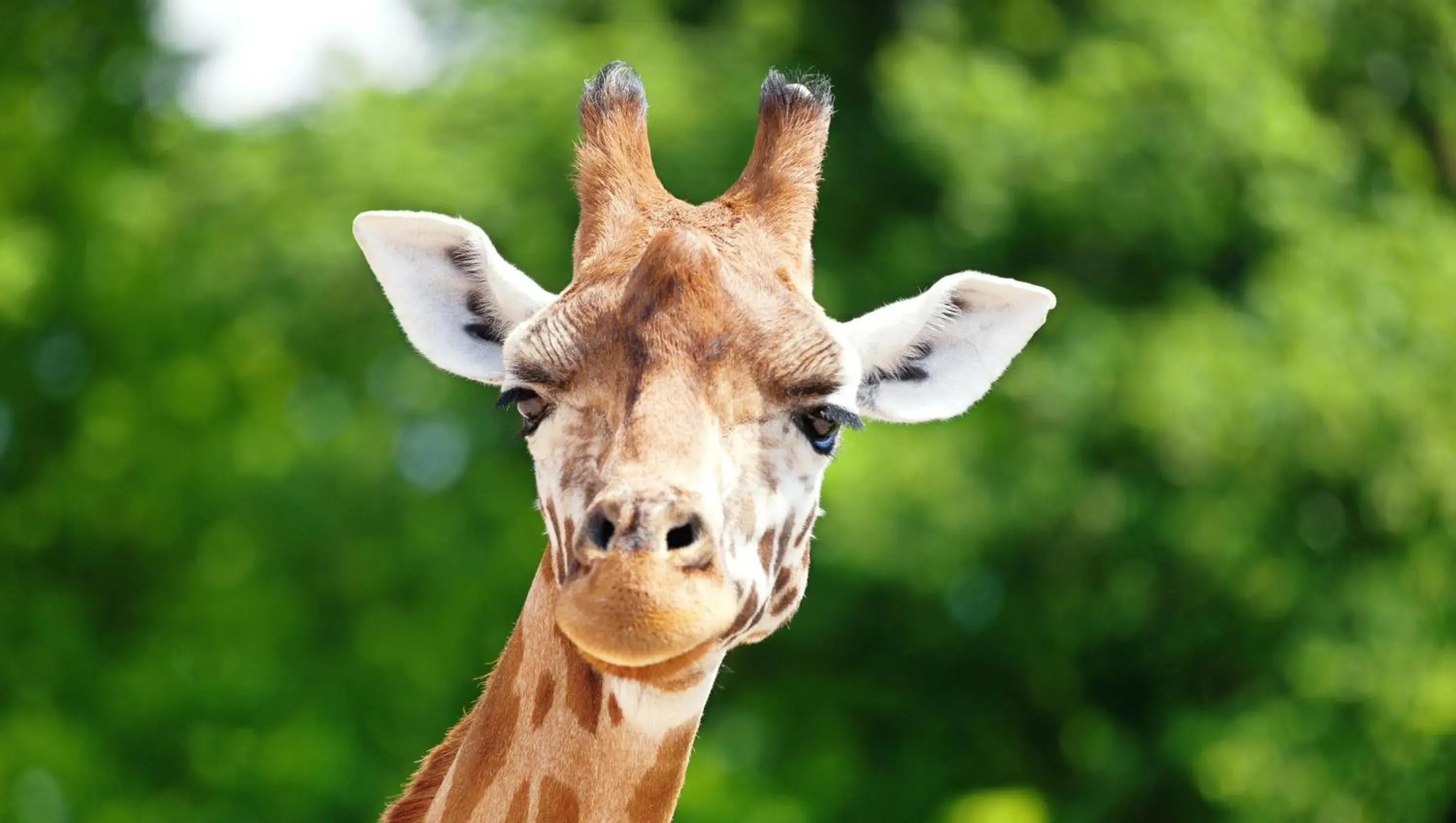 Nearby landmark, Other Animals in Magnuson Hotel Fort Wayne North - Coliseum