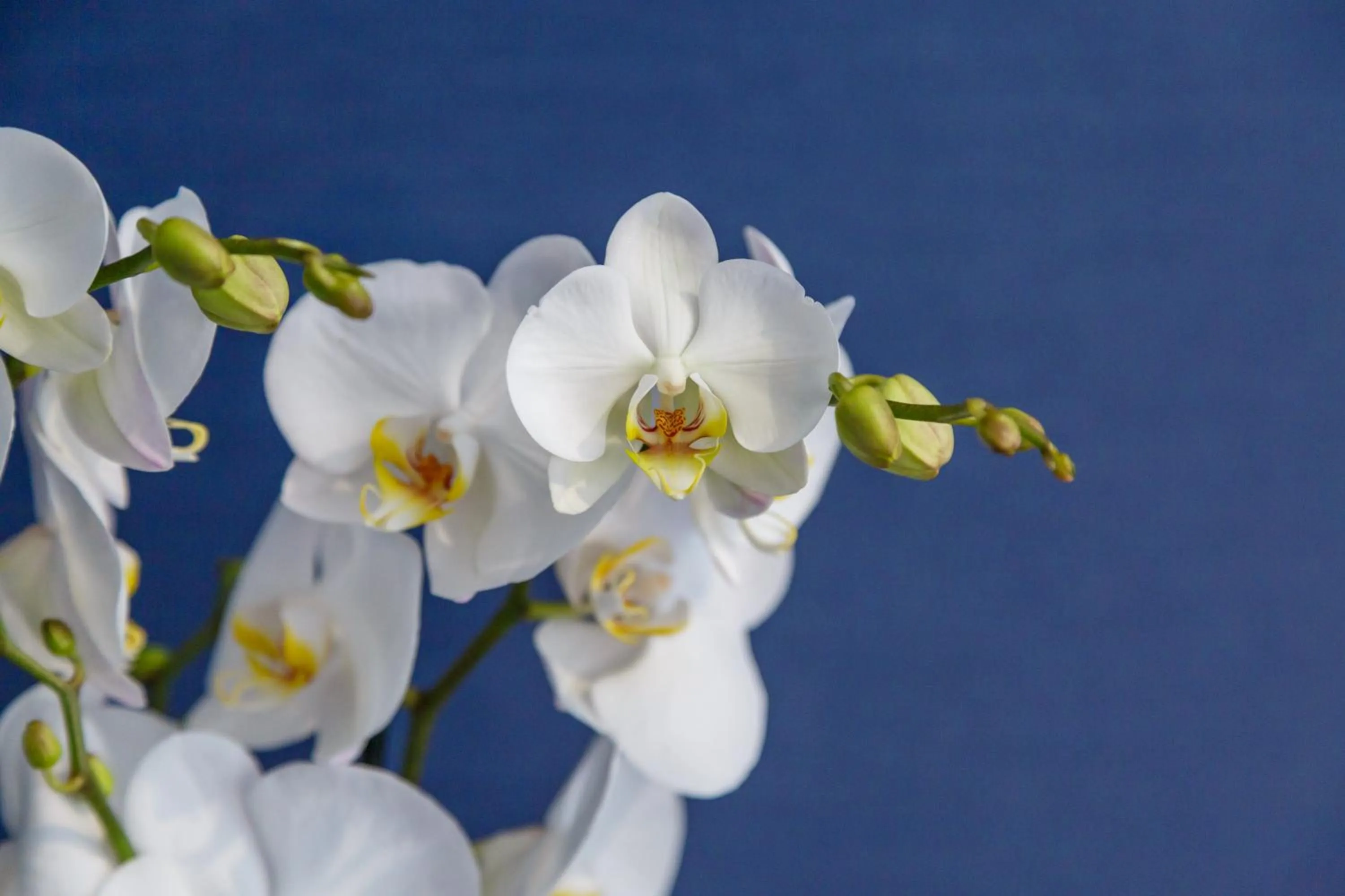 Dimora Doria d'Angri