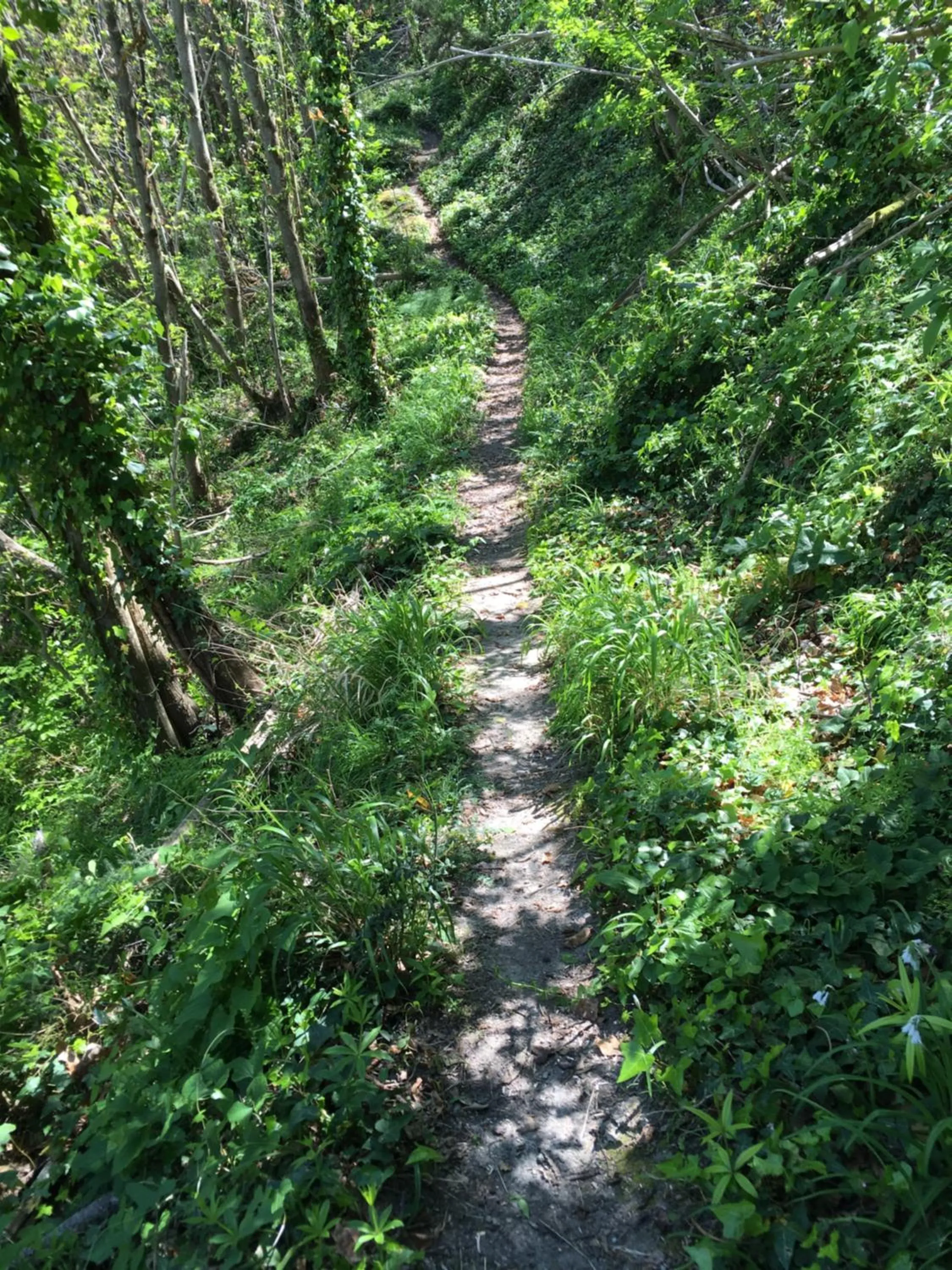 Natural landscape in Poggio Aragosta Hotel & Spa