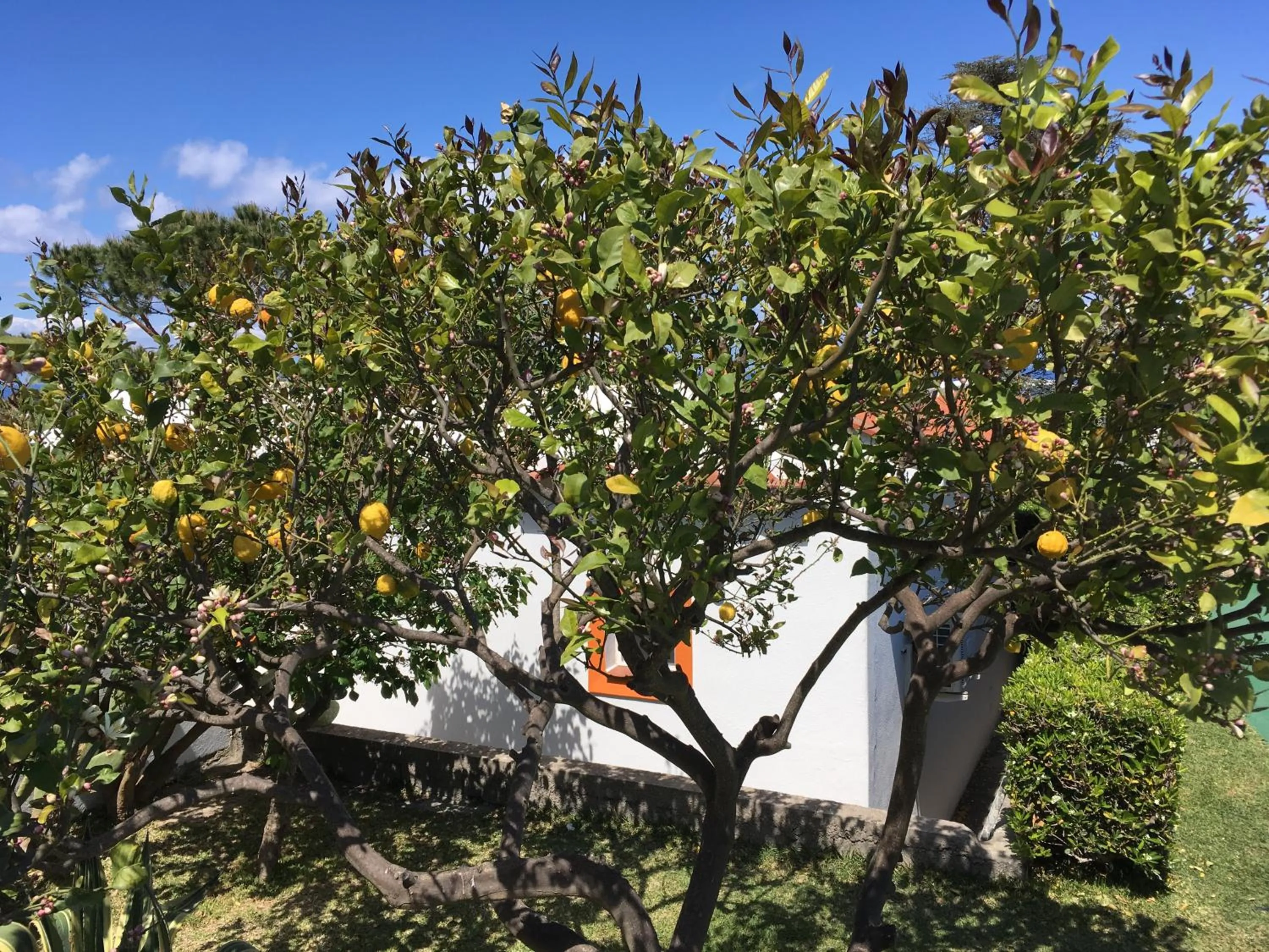 Garden in Poggio Aragosta Hotel & Spa