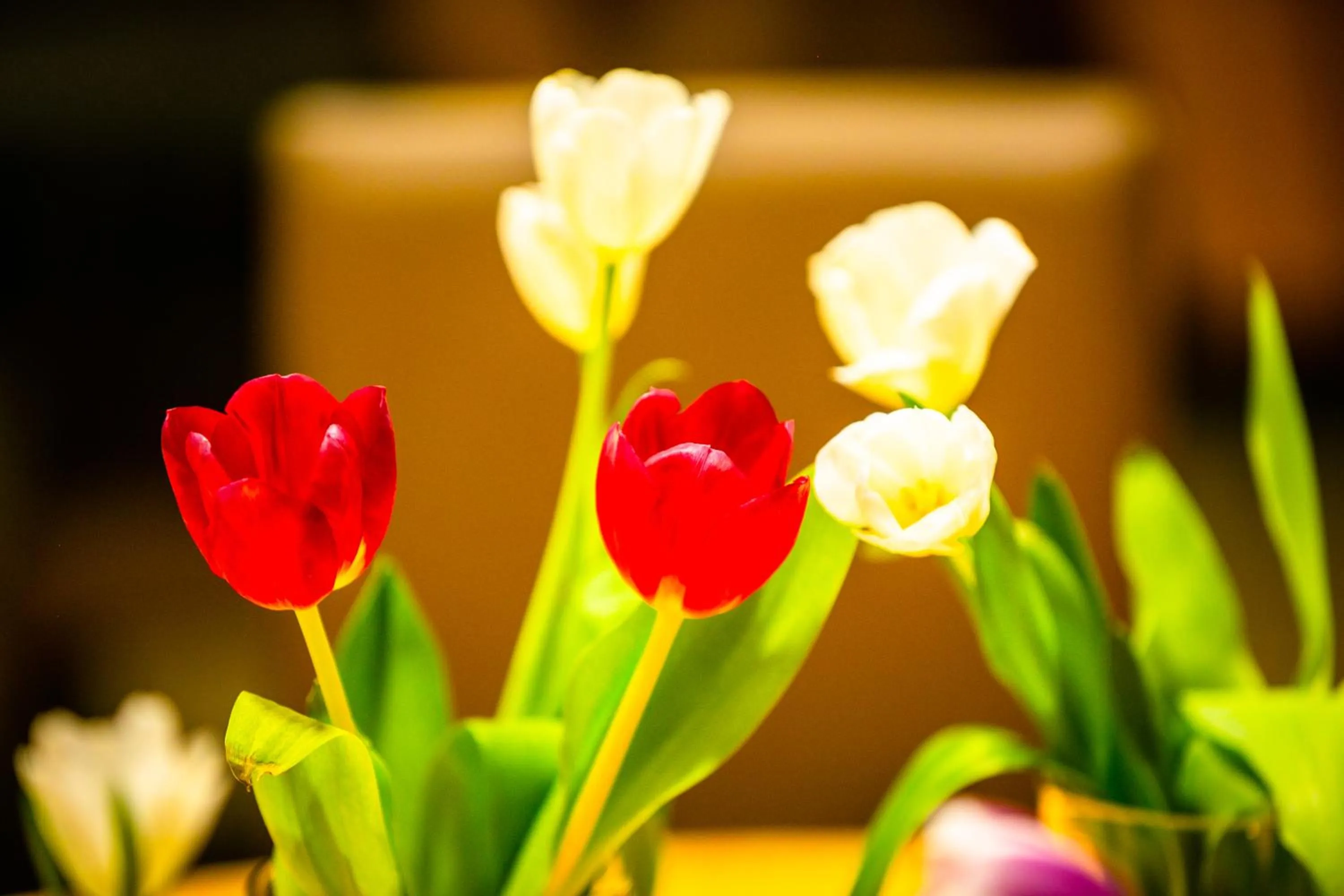 Restaurant/places to eat in Albergo Italia