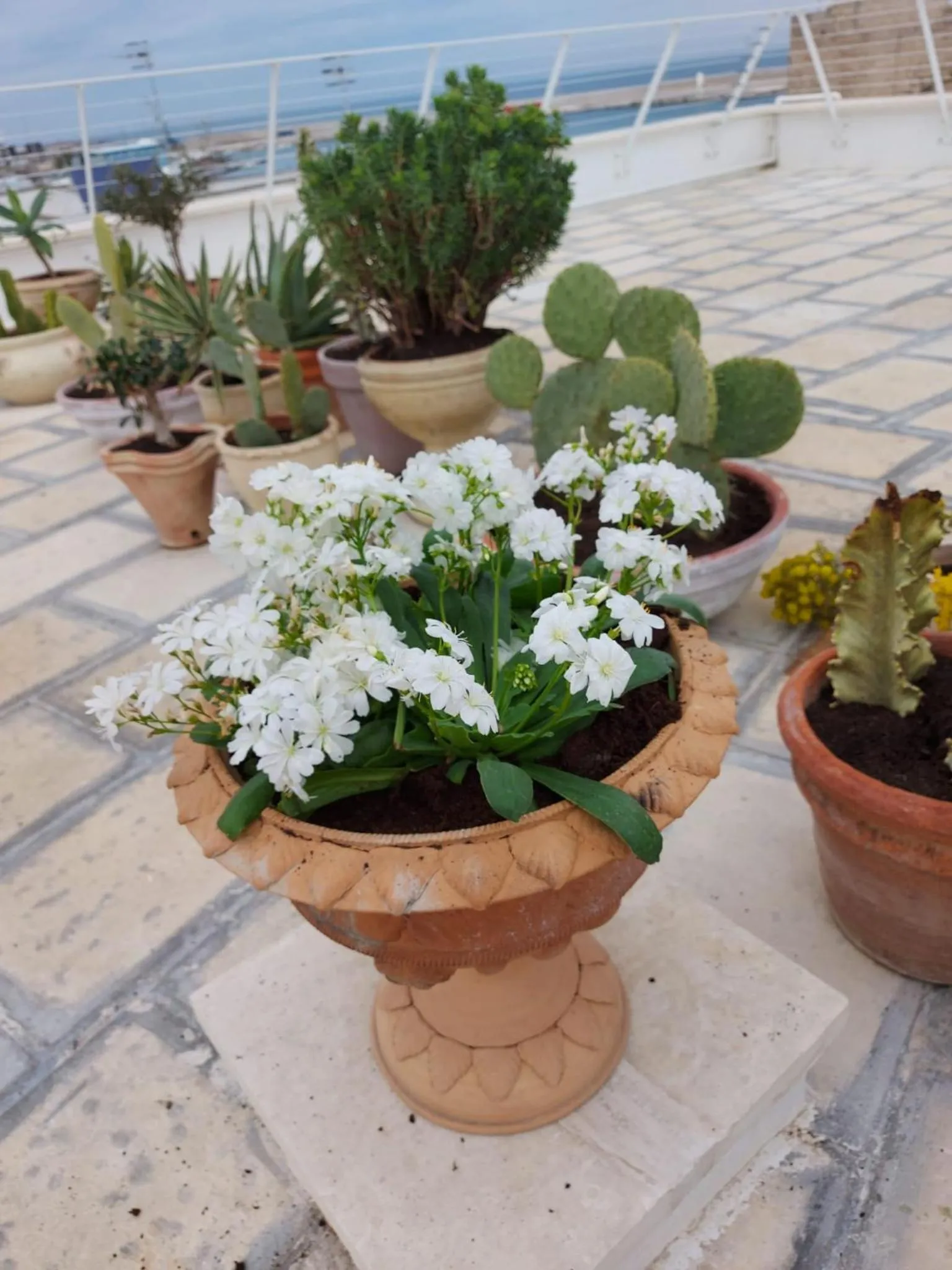 Balcony/Terrace in Orazio33 b&b