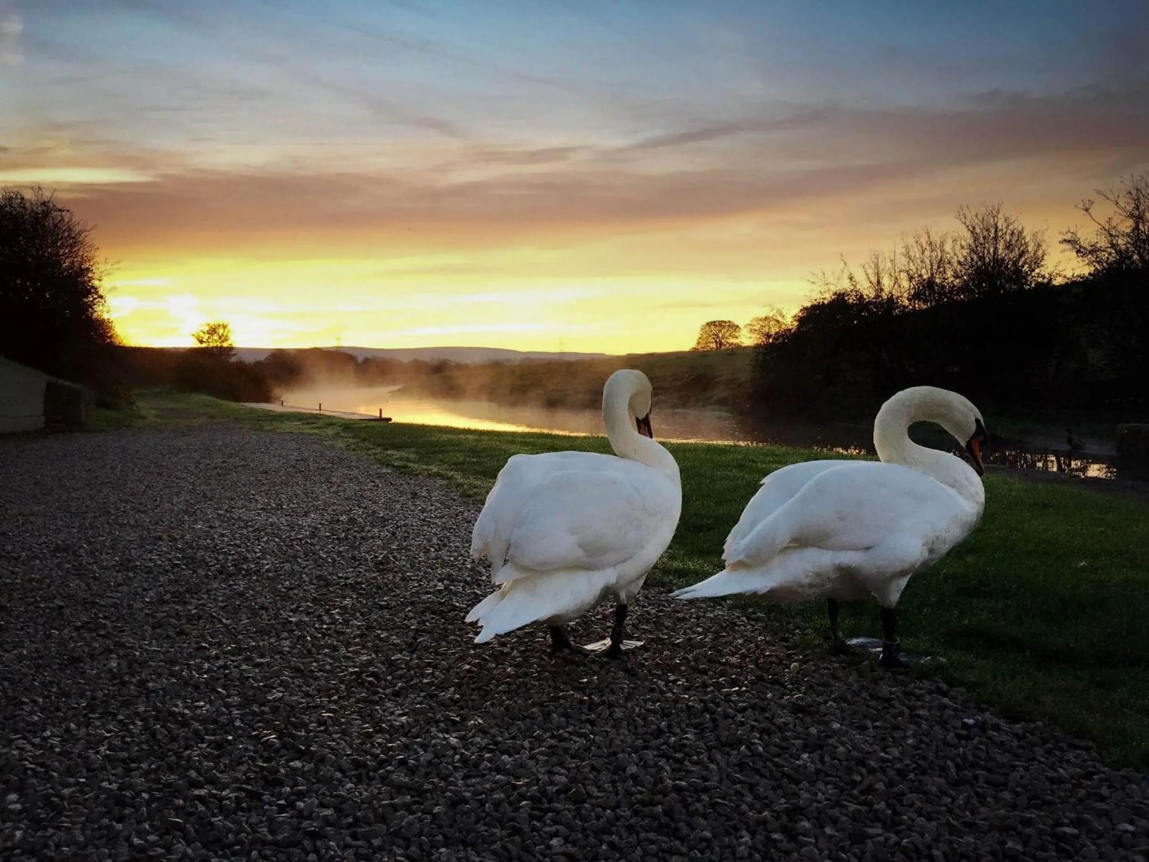 Animals in Pyes Mill Hotel Conder Green