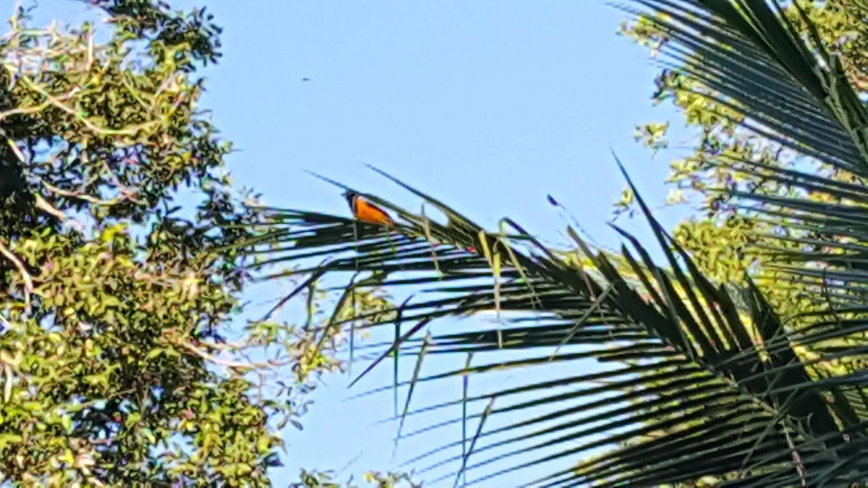 Animals in Pousada Bucaneiros