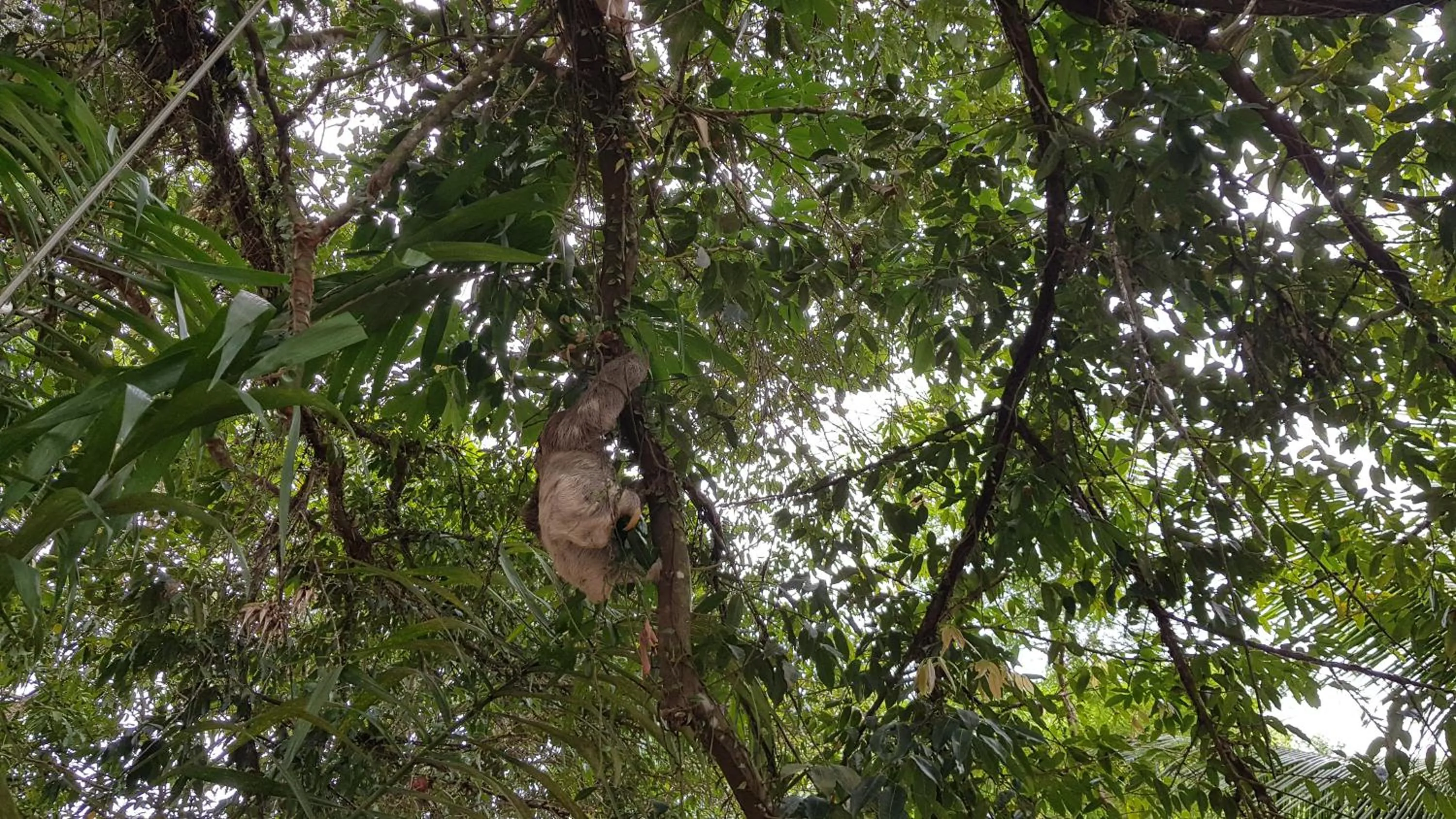 Animals in Pousada Bucaneiros