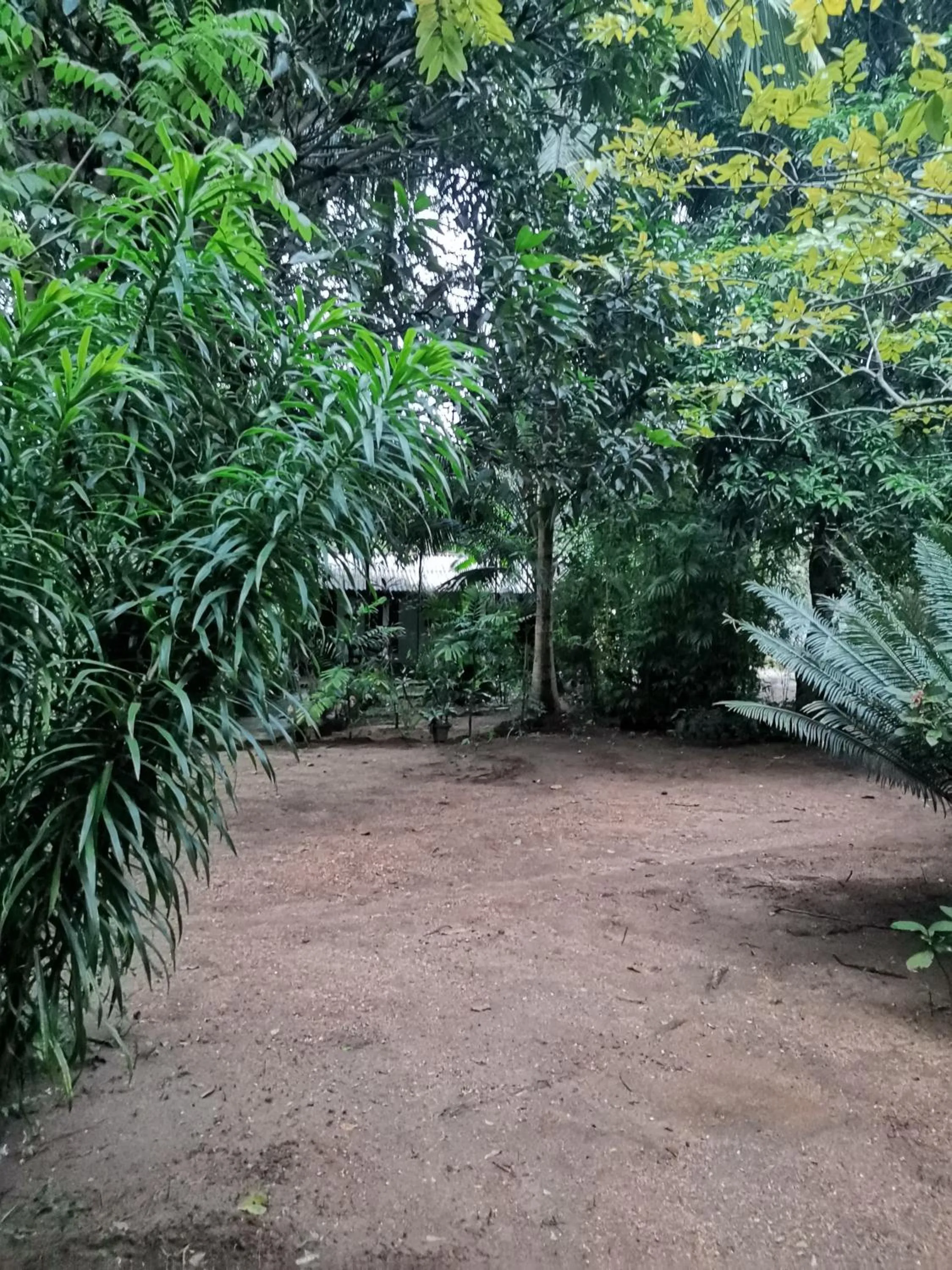 Garden view in Sigiri Mango Garden Eco Resort