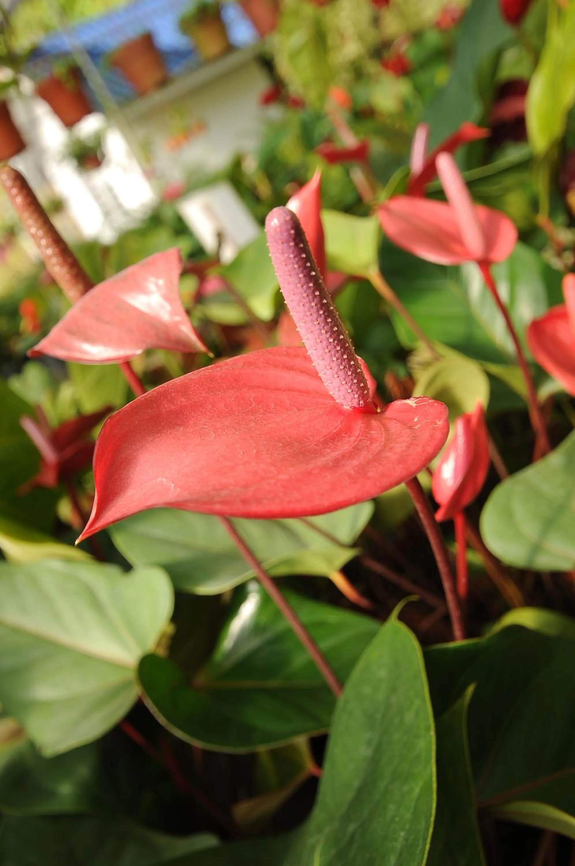 Nearby landmark in Zarania Hillhomes Cameron Highlands