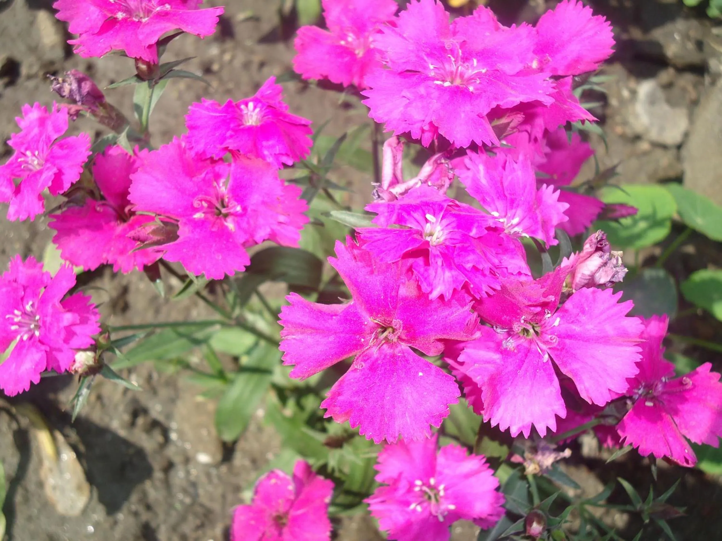 Garden view in Hotel Discovery Inn
