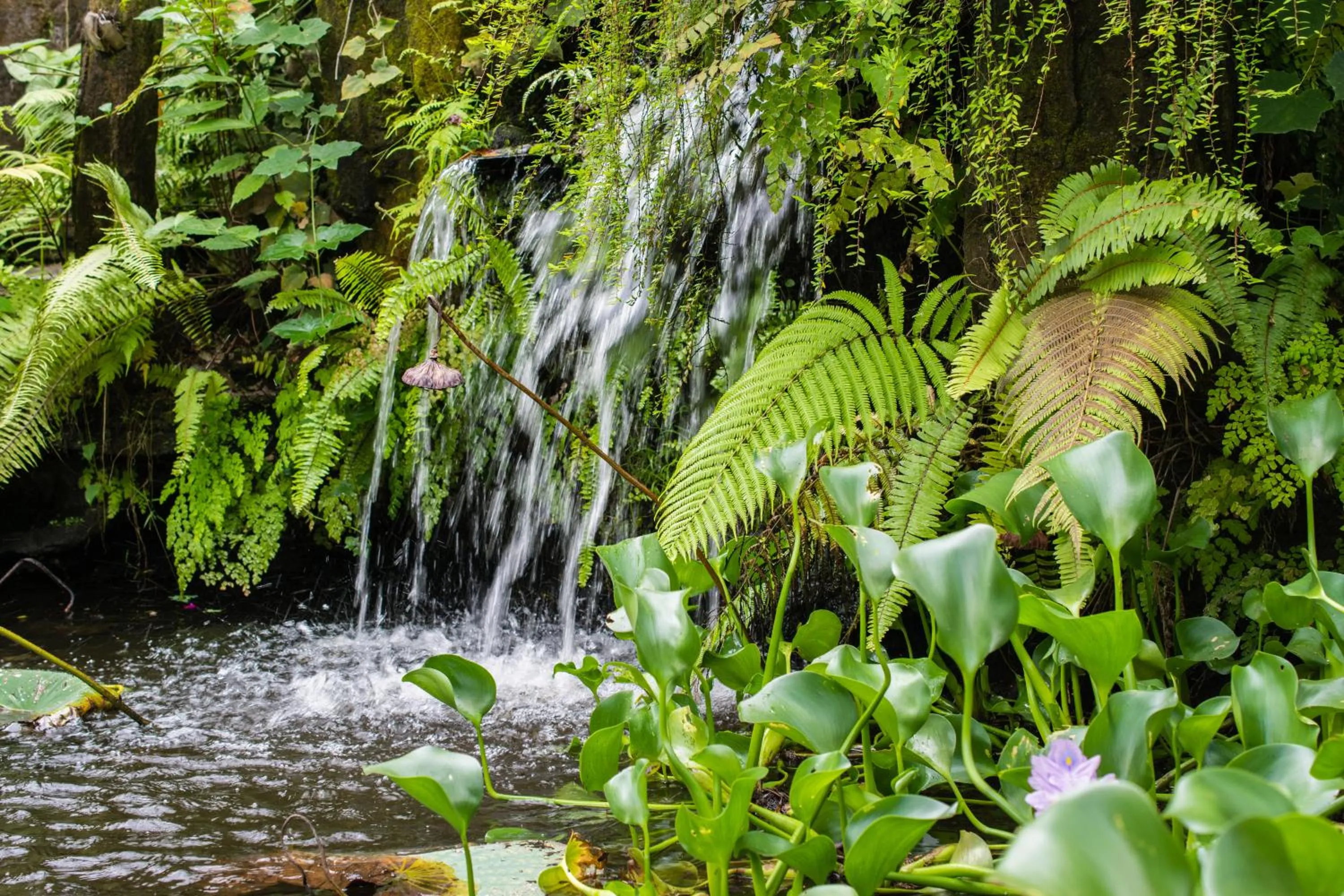 Garden in Gunung Paradis Retreat