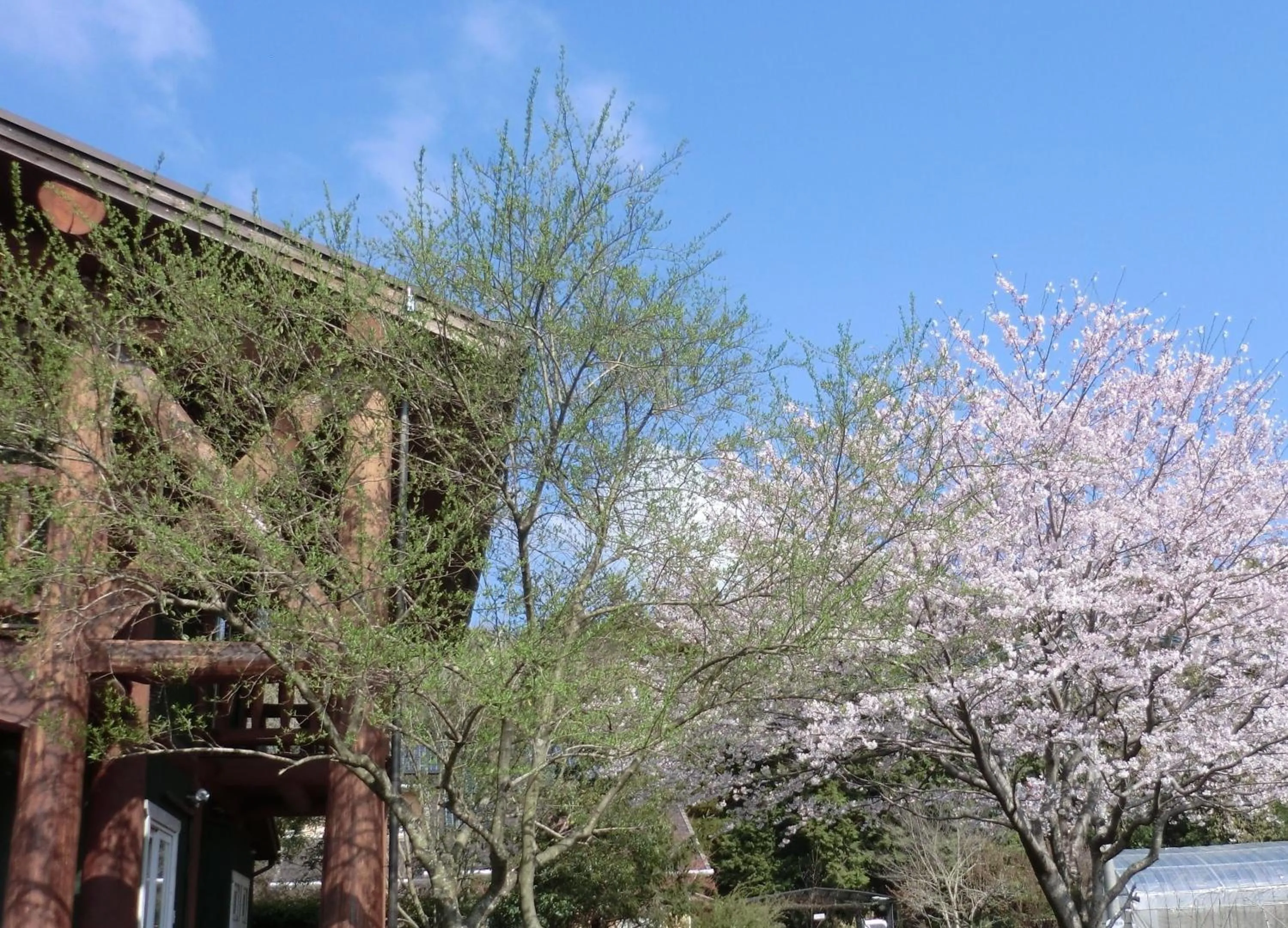Garden in Lassy Condominium
