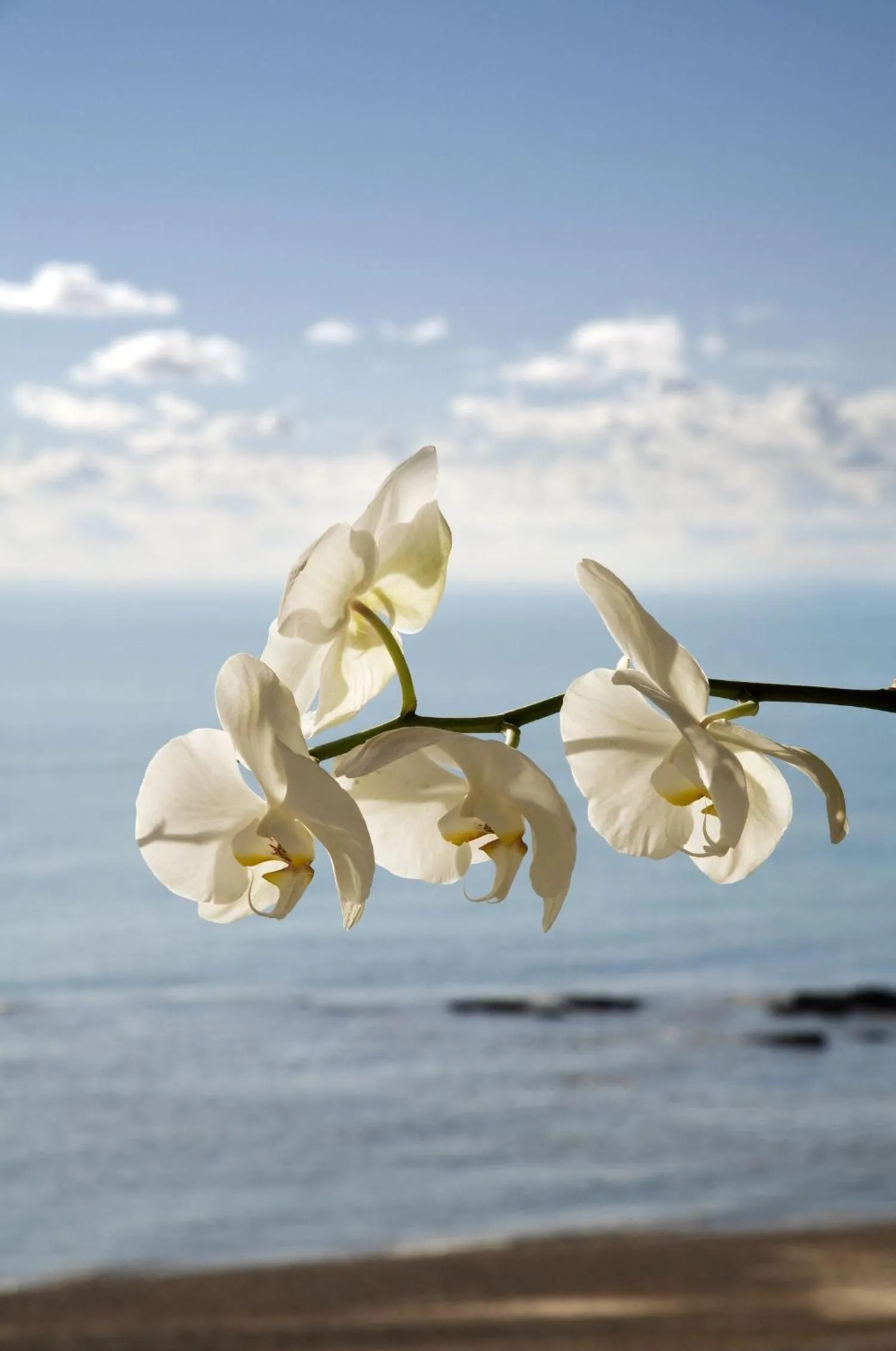 View (from property/room) in Zanzibar House 8-Bedroom Holiday House with Hot Tub & Yoga Studio