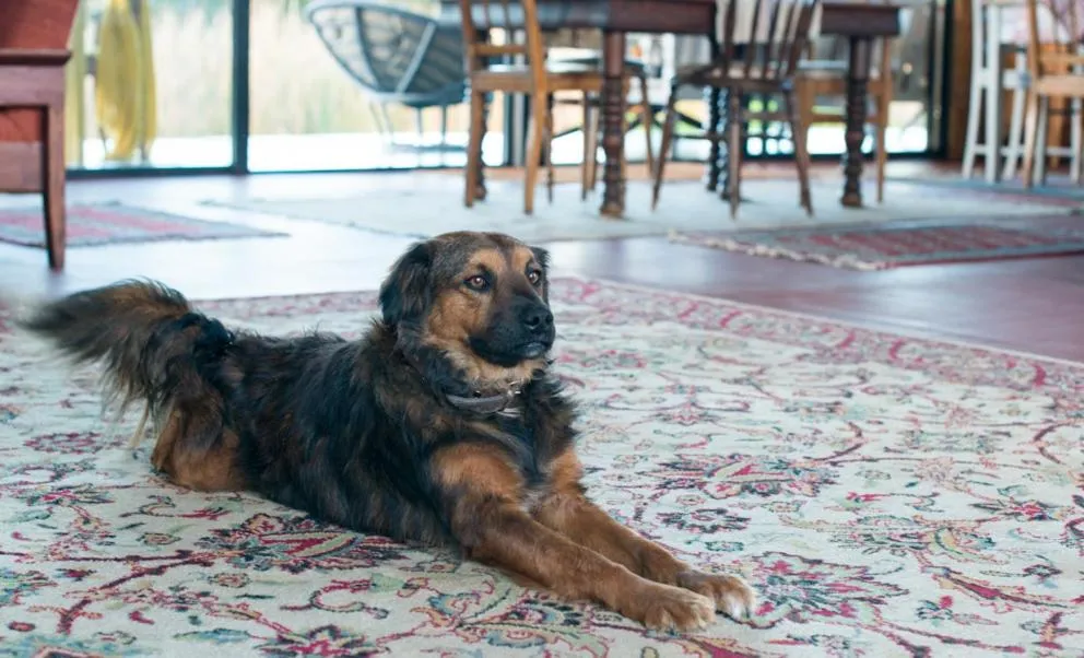 Pets in ECO Lodge Villa Villekula