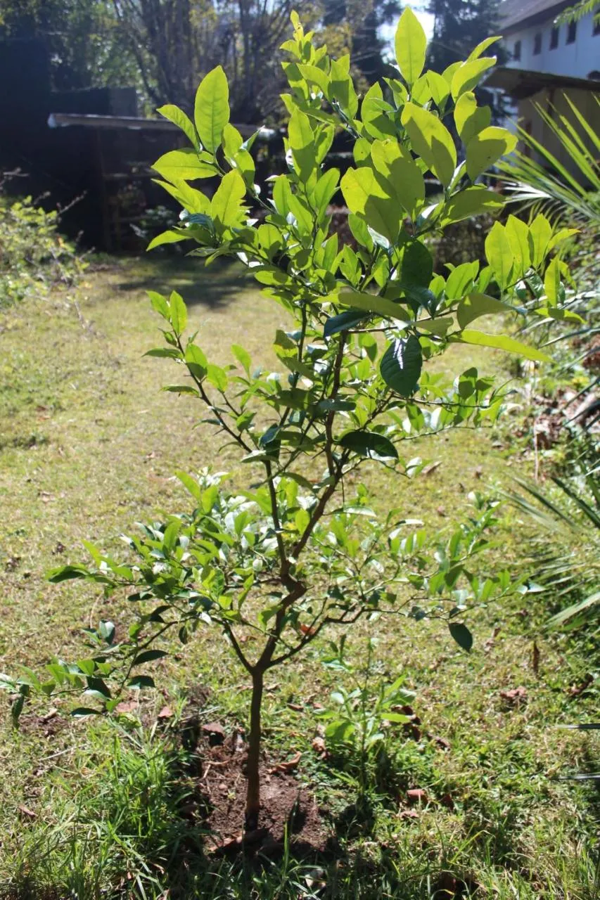 Garden in Casa Aconchegante no Capivari